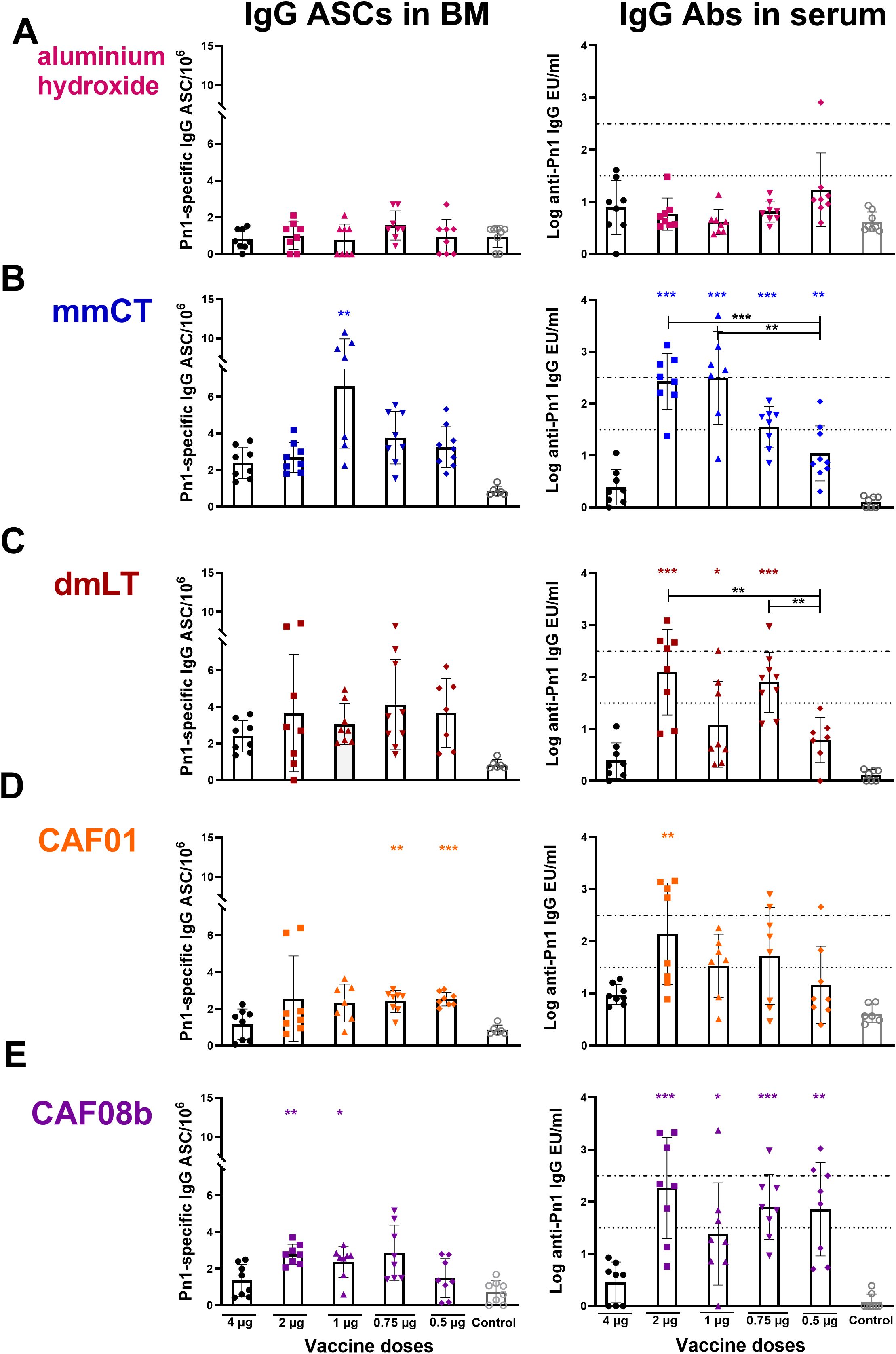 Bar graphs comparing IgG antibody-secreting cells (ASCs) in bone marrow and IgG antibodies in serum across various vaccine adjuvants: aluminium hydroxide (pink), mmCT (blue), dmLT (red), CAF01 (orange), and CAF08b (purple). Each section (A-E) shows results for different doses, highlighting statistical significance with asterisks.