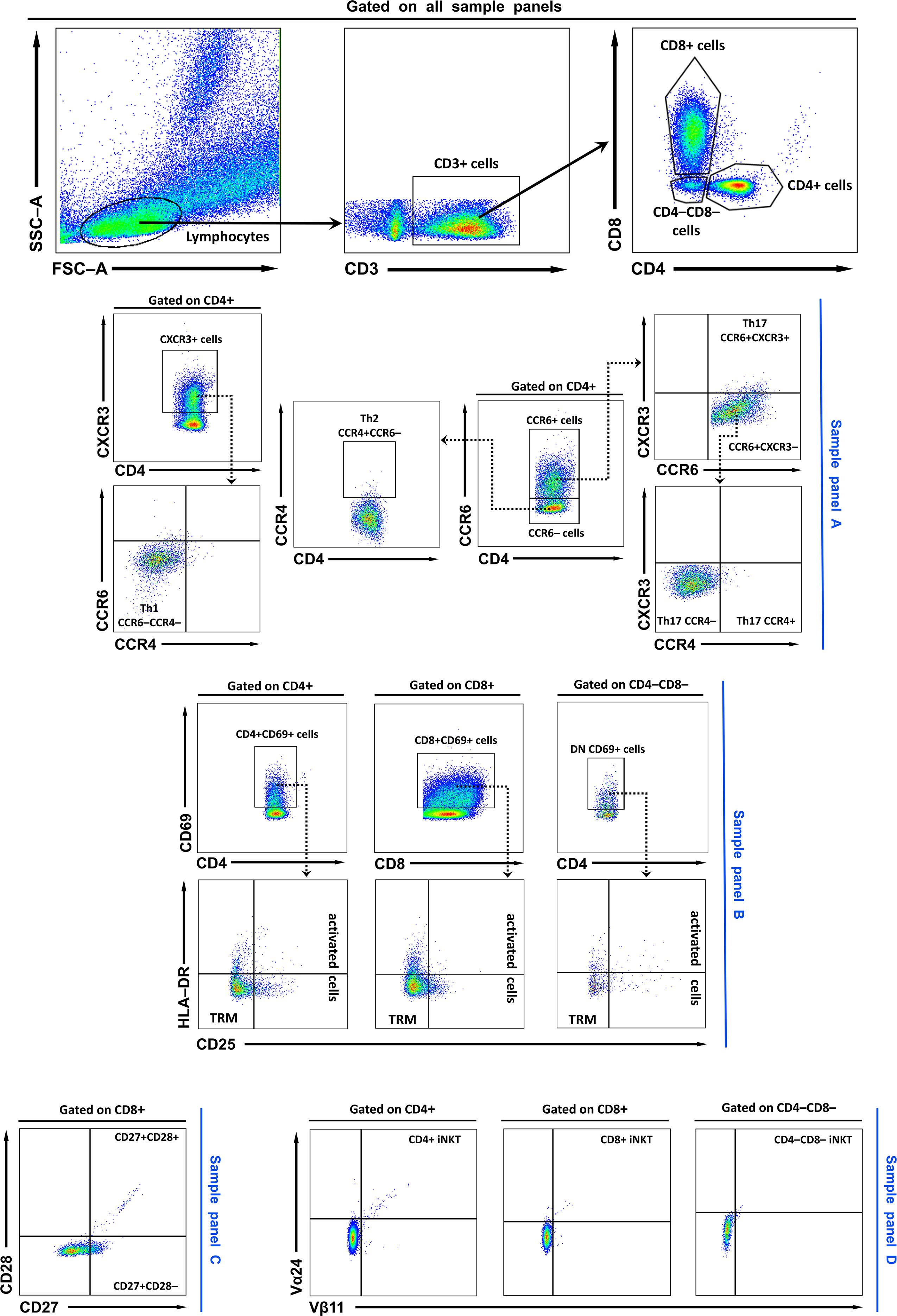 Flow cytometry plots showing cell populations and gating strategies for lymphocytes, CD3+ cells, and subsets of CD4+ and CD8+ T cells across four sample panels. Panels display expression markers such as CXCR3, CCR6, CD69, HLA-DR, CD27, and CD28. Specific populations like Th1, Th2, Th17, and TRM (tissue-resident memory) cells are highlighted. Each plot includes axes with markers indicating cell surface proteins used in analysis.