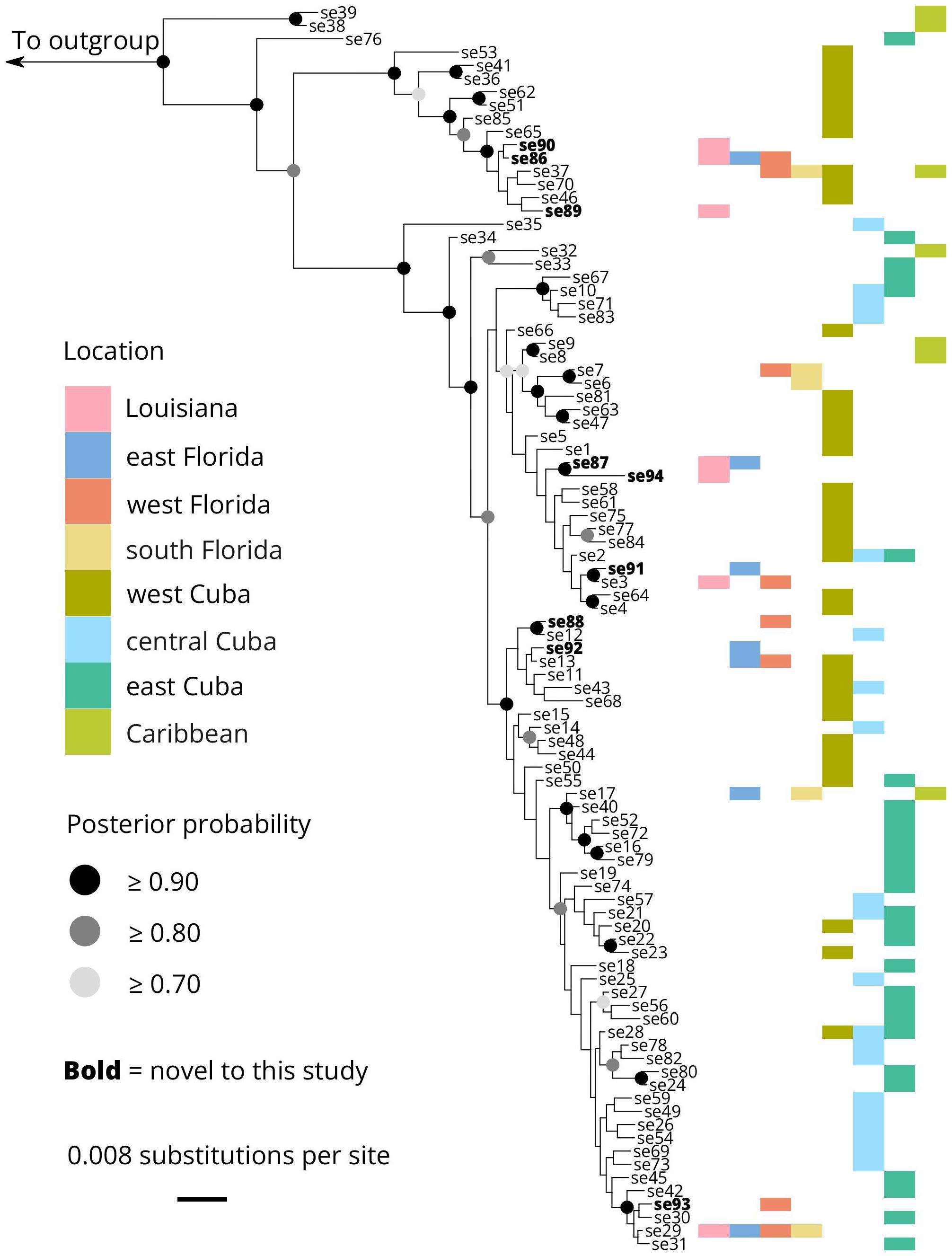 Phylogenetic tree showing evolutionary relationships among various samples. Nodes are marked with circles indicating posterior probabilities. Novel samples are in bold. A color-coded bar chart represents locations, including Louisiana, Florida, Cuba, and the Caribbean. Scale indicates 0.008 substitutions per site.