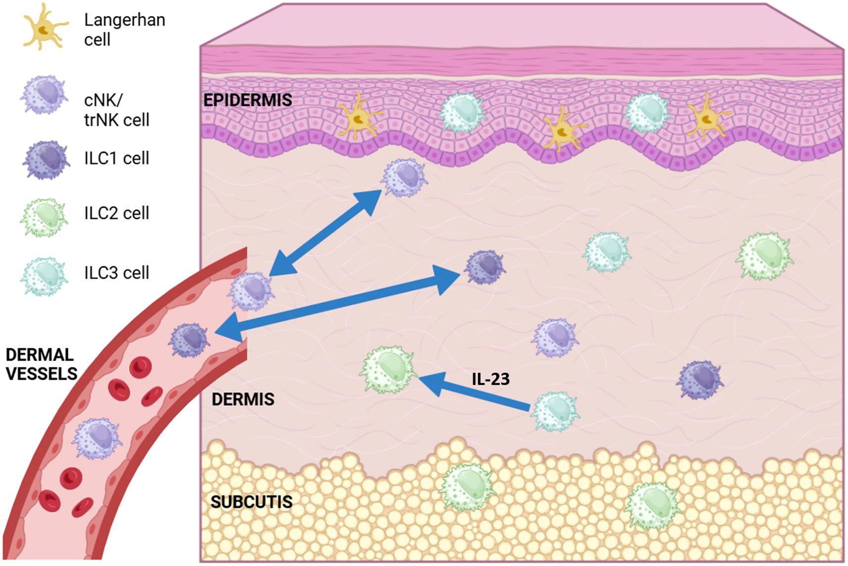 Diagram of skin layers showing different immune cells. The epidermis contains Langerhans cells and mostly ILC3 cells, while the subcutis contains ILC2 cells.. ILC2 and ILC3 cells predominate in the dermal layer, however, cNK/trNK and ILC1 cells can migrate to and from the dermis via dermal vessels (indicated by double-headed arrows). ILC3 cells can take on an ILC2-like phenotype in the presence of IL-23 (blue arrow).