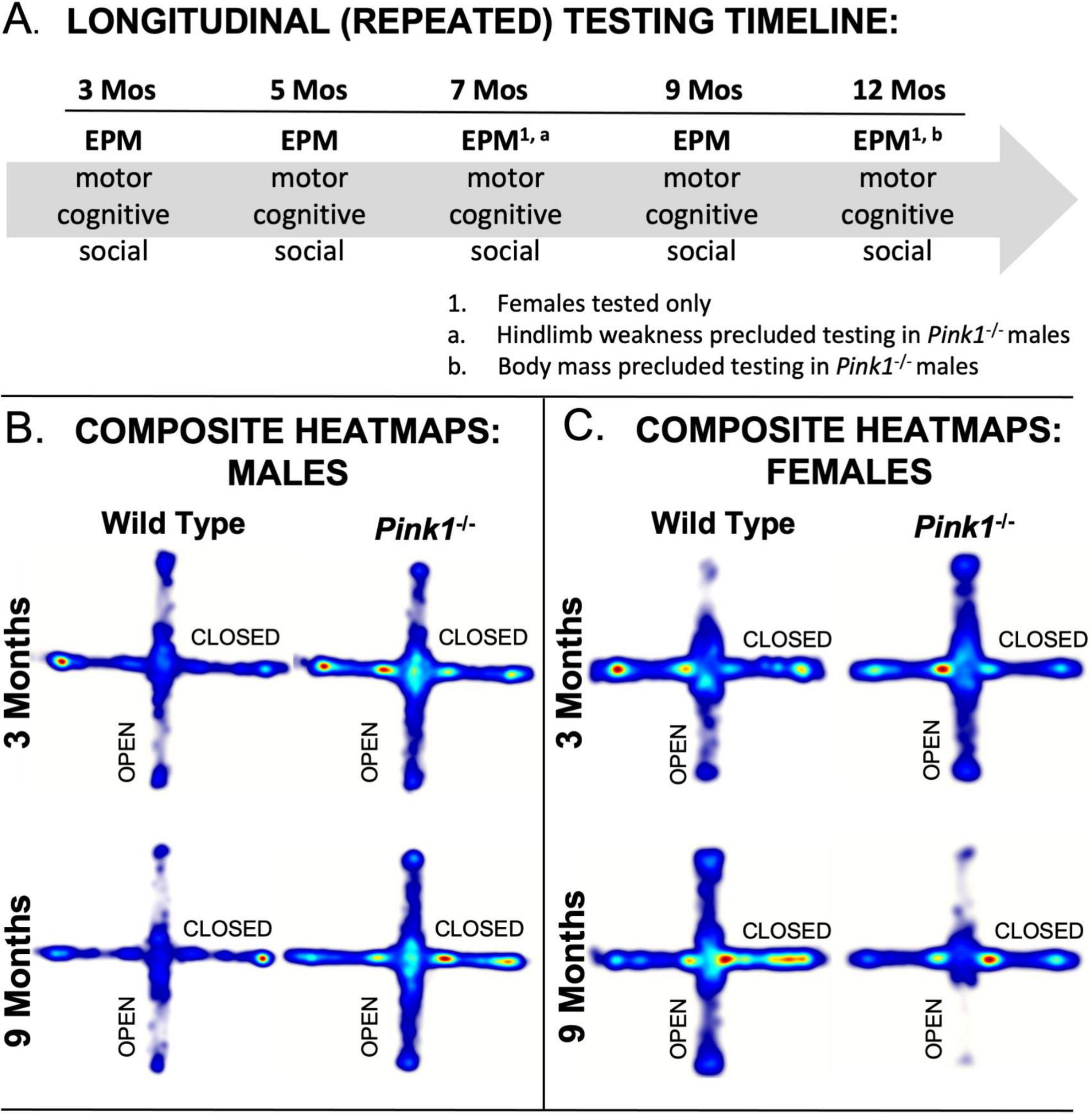 Panel A presents a longitudinal testing timeline for mice over 3, 5, 7, 9, and 12 months, assessing motor, cognitive, and social behaviors, with specific conditions noted for Pink1^-/- males. Panel B shows composite heatmaps for wild type and Pink1^-/- male mice, depicting activity patterns in an open field at 3 and 9 months. Panel C displays composite heatmaps for wild type and Pink1^-/- female mice under the same conditions and time frames. Heatmaps indicate areas of high and low activity within open and closed zones.