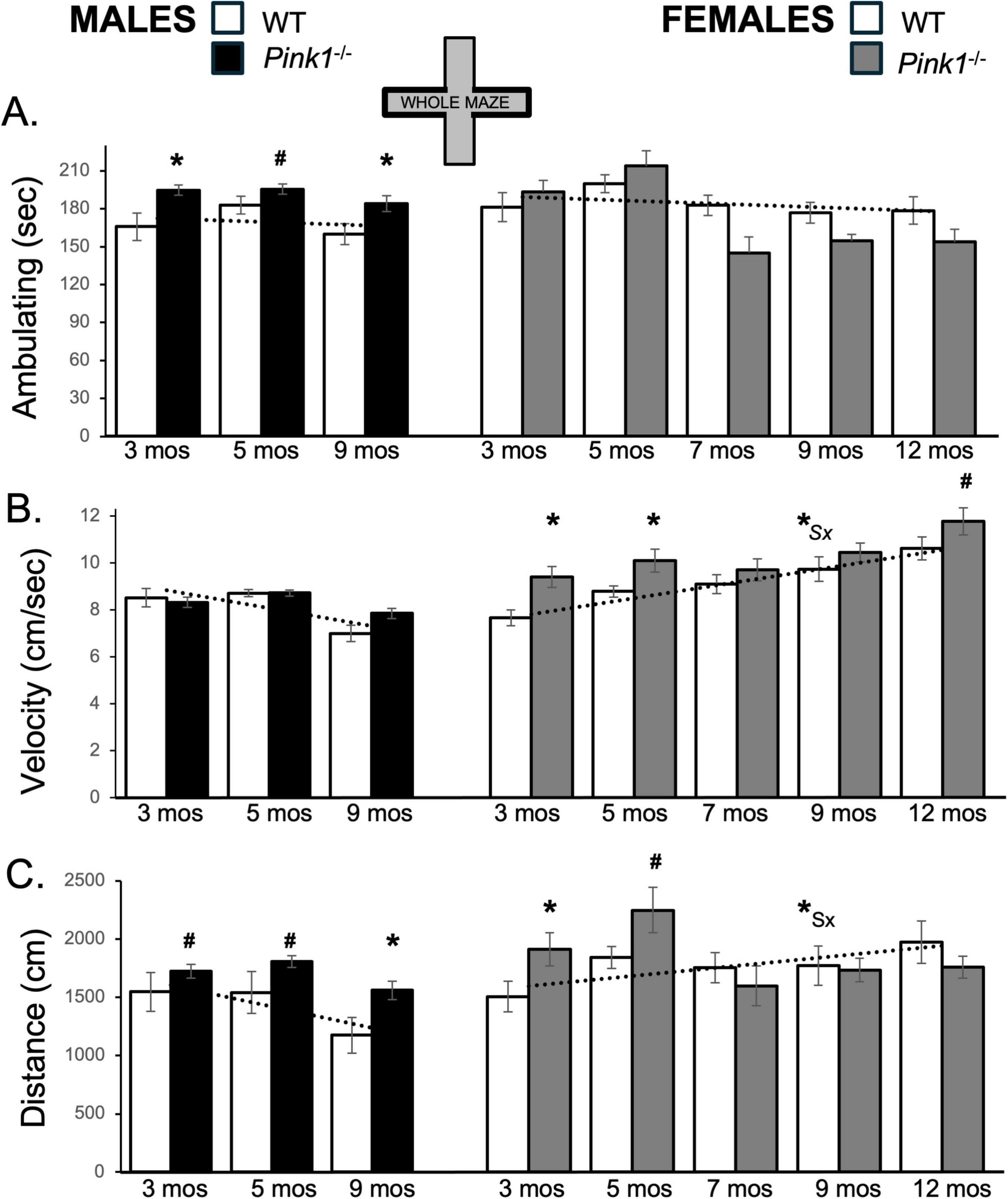 Bar graphs illustrate male and female mice performance in a whole maze at different ages. A) Ambulating time in seconds, B) Velocity in centimeters per second, and C) Distance in centimeters. Data compares wild type (WT) and Pink1-/- mice at various ages (3 to 12 months). Notable statistical differences are highlighted with symbols like asterisks and hash marks.