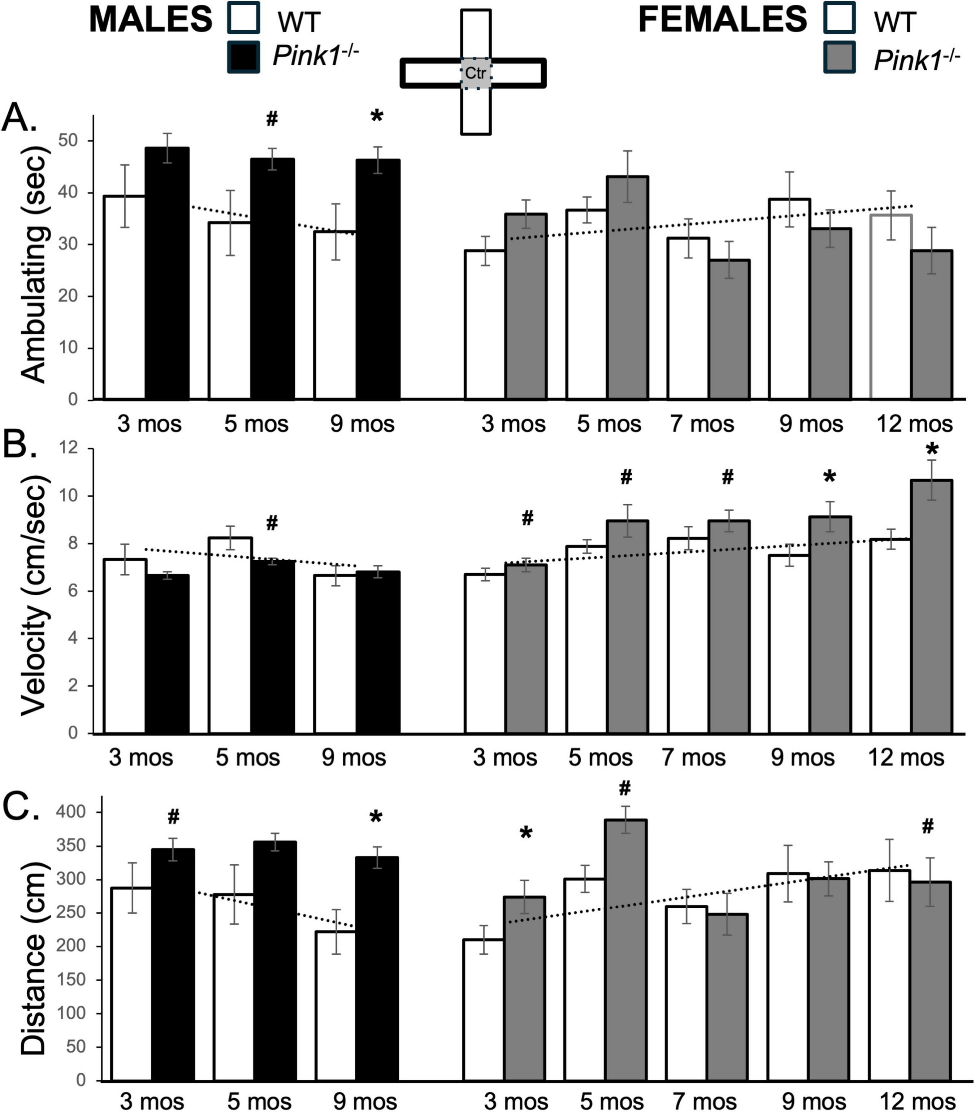 Bar graphs compare ambulatory behavior, velocity, and distance of male and female mice, including wild type (WT) and Pink1 knockout (Pink1-/-) groups. The x-axis shows age in months. In males, noticeable differences appear at 9 months in all parameters, especially between WT and Pink1-/- groups. In females, significant differences occur at various ages, notably at 5, 9, and 12 months. Significant differences are marked with # and *. Overall trend lines indicate changes over time.
