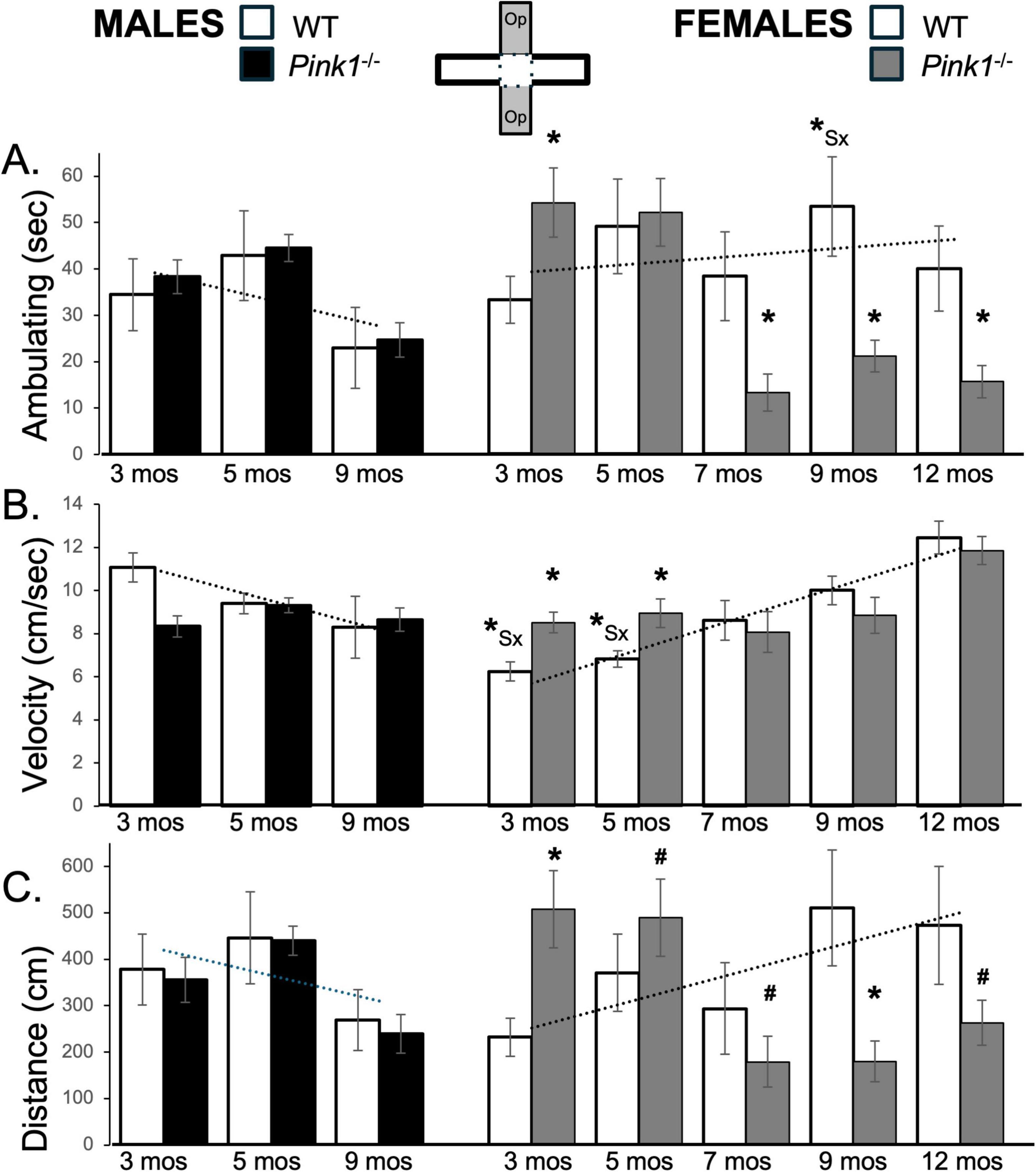 Bar graphs comparing ambulatory activity, velocity, and distance between WT and Pink1−/− mice, separated by sex across various ages. Graph A shows ambulatory time in seconds, Graph B shows velocity in centimeters per second, and Graph C shows distance in centimeters. Males are shown from 3 to 9 months, and females from 3 to 12 months, with statistical significance indicated by asterisks and hashes. Bars differ significantly between genotypes, with females displaying notable differences across all metrics.