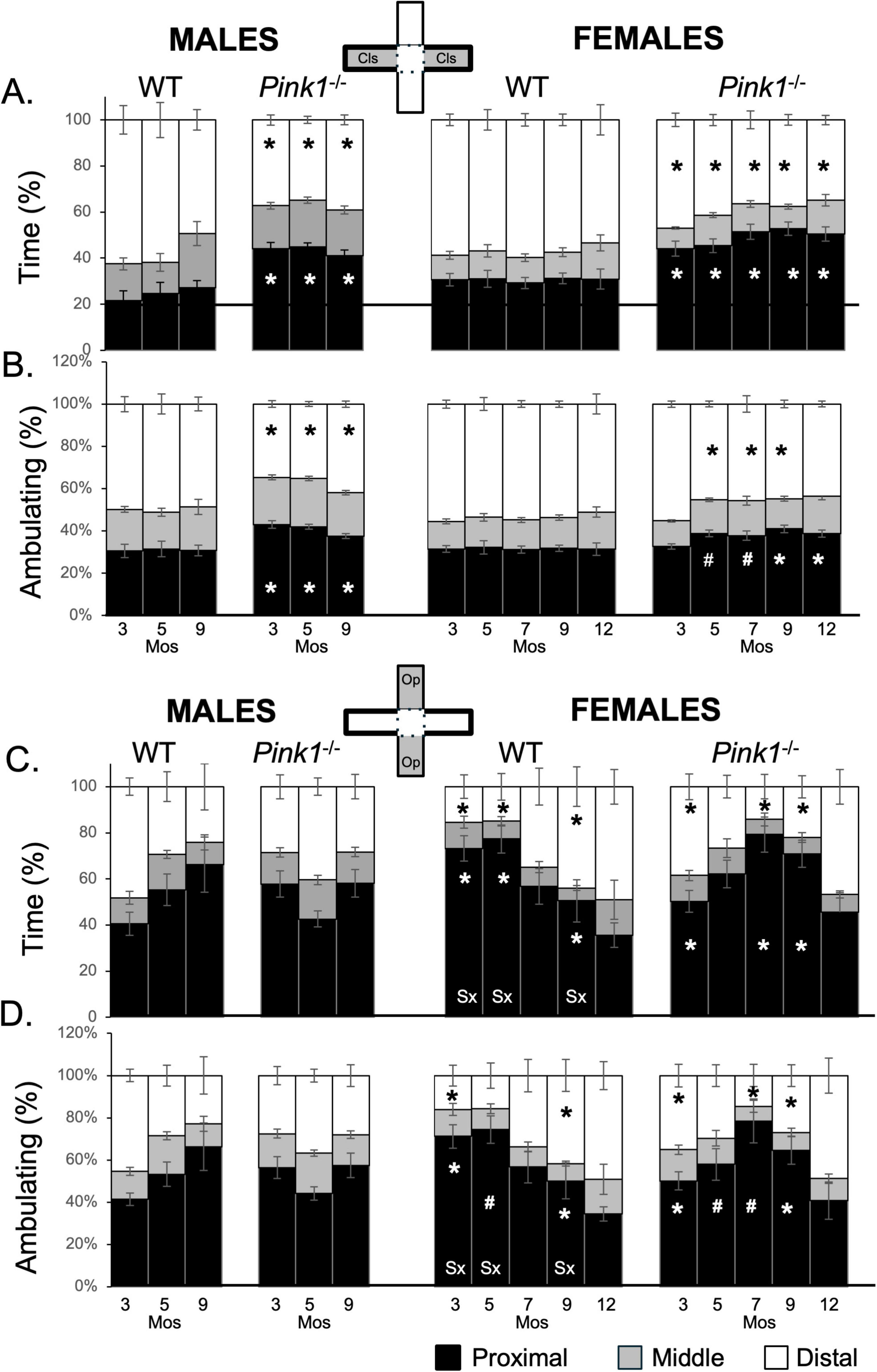 Four bar graphs comparing time and ambulating percentages in wild-type (WT) and Pink1−/− males and females at various months (3, 5, 7, 9, 12). Graphs A and C show time, while B and D show ambulating. Bars represent proximal, middle, and distal regions. Significant differences are indicated by asterisks and hash marks. Diagram of enclosed arms included.
