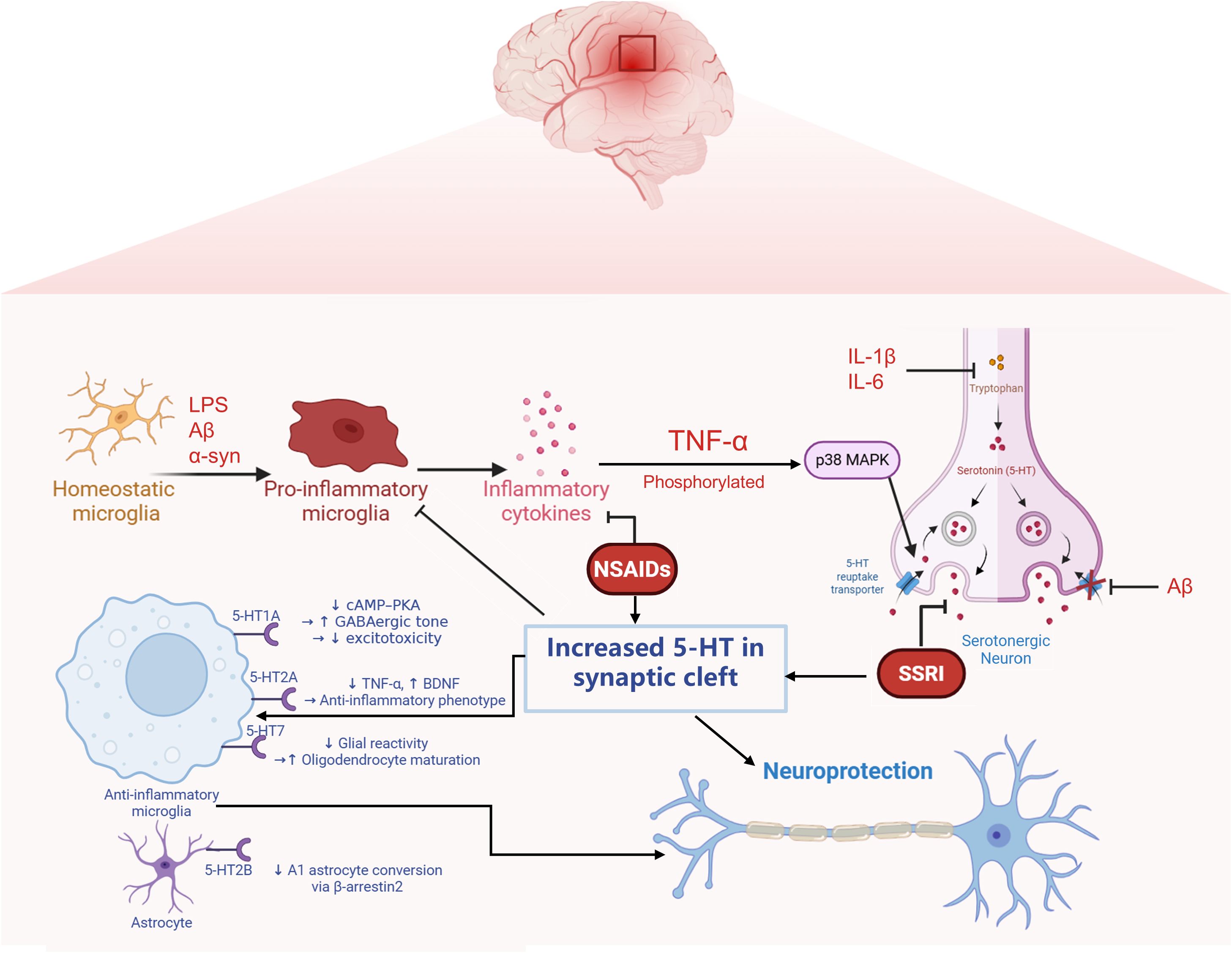 Schematic showing the reciprocal regulation between neuroinflammatory signaling and serotonergic transmission mediated by microglia and neurons. Pathological stimuli such as amyloid-beta and lipopolysaccharide activate microglia, causing the release of cytokines including TNF-alpha, IL-1beta, and IL-6. These cytokines trigger intracellular cascades like p38 MAPK, increasing serotonin transporter (SERT) expression and reducing extracellular serotonin by enhancing reuptake. Inflammation also suppresses tryptophan hydroxylase 2, limiting serotonin synthesis. Amyloid-beta can instead downregulate SERT. Released serotonin acts on microglial 5-HT1A and 5-HT2B receptors to suppress activation via cAMP–PKA inhibition or beta-arrestin2 signaling. This feedback loop links inflammation-driven serotonergic changes with serotonin-mediated modulation of microglial activity.