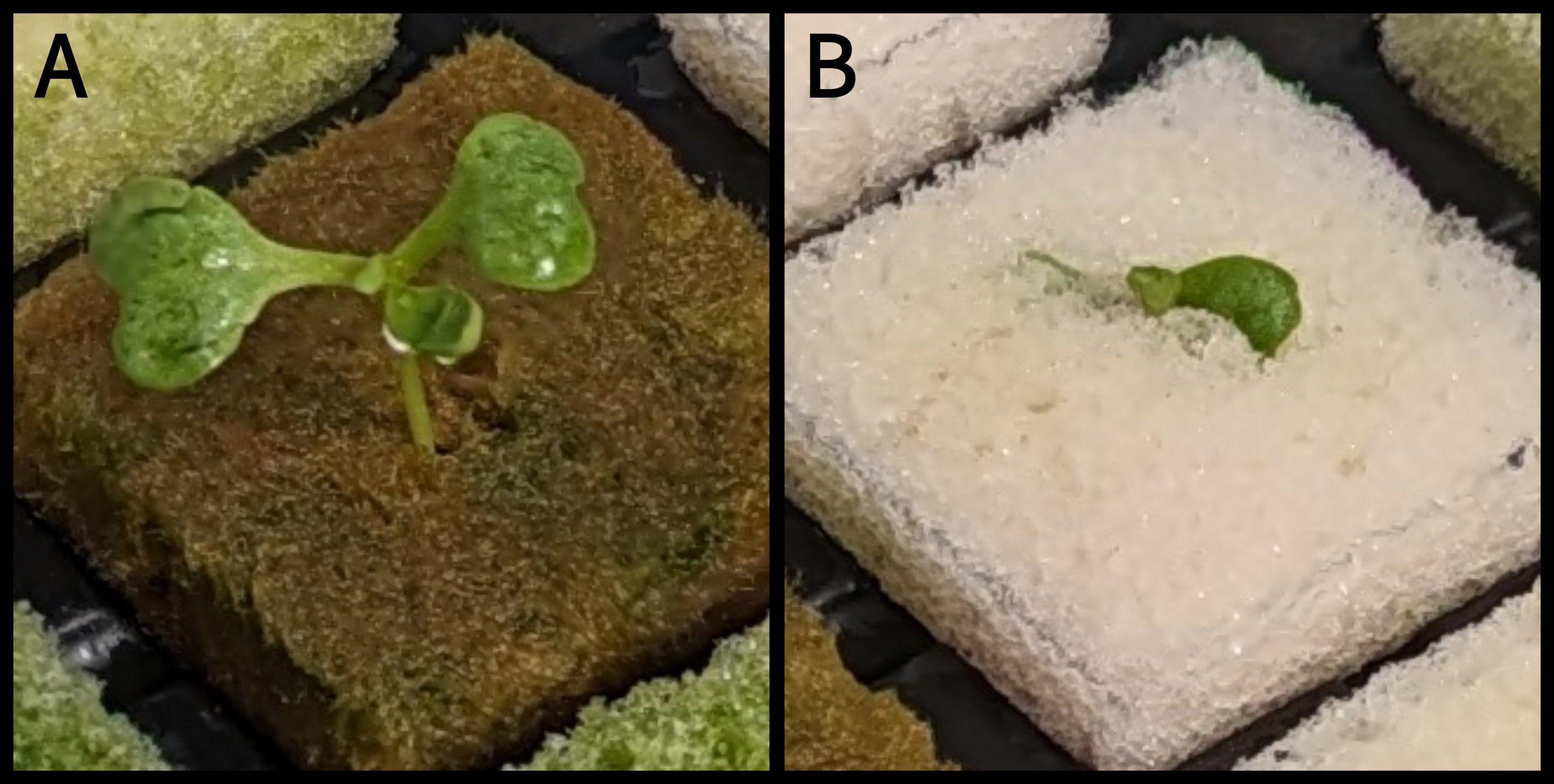 Panel A shows a young seedling with two green leaves growing in brown soil. Panel B depicts a small green sprout emerging from white soil.