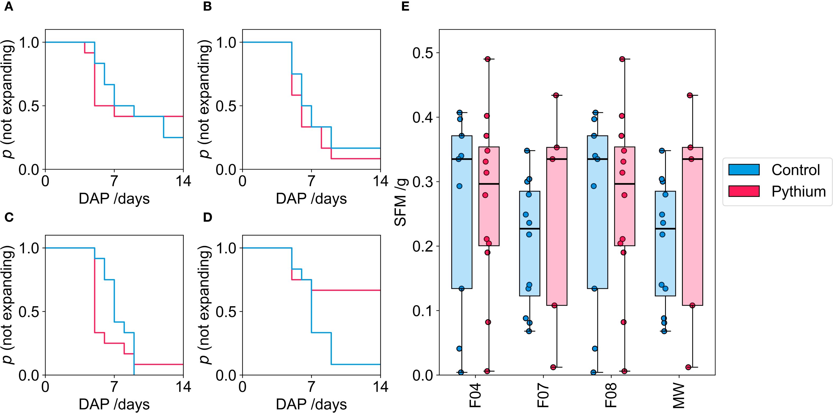 Survival curves (A-D) and box plots (E) compare control (blue) and Pythium (pink) treatments over fourteen days. Curves show survival probabilities for non-expansion, while box plots display SFM with individual data points for F04, F07, F08, and MW. Control groups generally perform better across all visualizations.