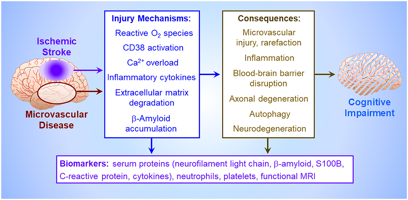 Diagram illustrating the pathway from ischemic stroke and microvascular disease leading to cognitive impairment. Injury mechanisms include reactive oxygen species, CD38 activation, calcium overload, inflammatory cytokines, extracellular matrix degradation, and beta-amyloid accumulation. Consequences are microvascular injury, inflammation, blood-brain barrier disruption, axonal degeneration, autophagy, and neurodegeneration. Biomarkers listed are serum proteins, neurofilament light chain, beta-amyloid, S100B, C-reactive protein, cytokines, neutrophils, platelets, and functional MRI.