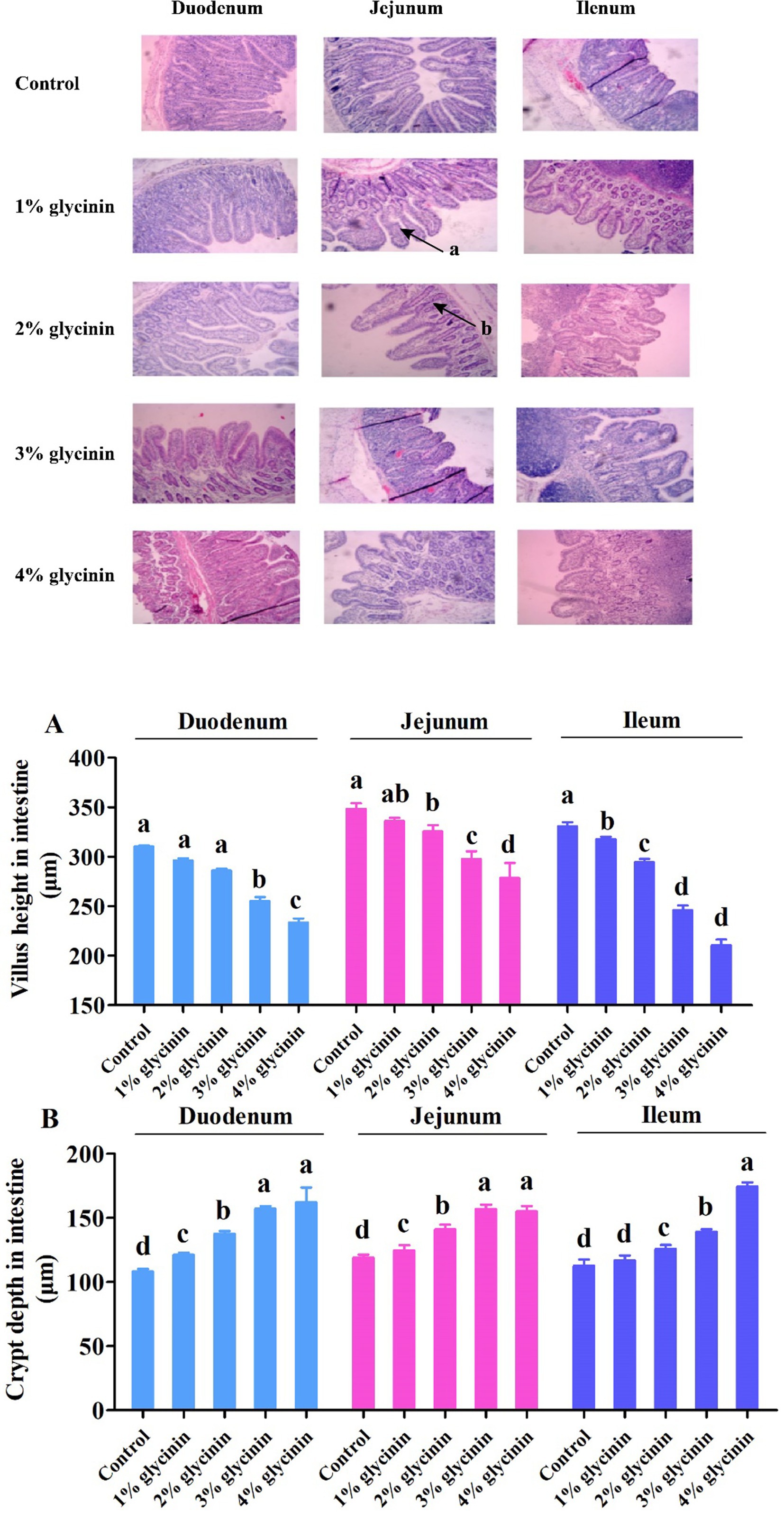 Microscopic images display the duodenum, jejunum, and ileum sections under different glycinin levels: control, 1%, 2%, 3%, and 4%. A bar chart below shows the villus height in micrometers across these sections. Each bar represents different glycinin levels, indicating changes in villus height, labeled with letters indicating statistical significance. Bar chart comparing crypt depth in the intestines across the duodenum, jejunum, and ileum with varying glycinin levels from 0%-4%. Each section shows increasing crypt depth with higher glycinin percentages, marked by letters indicating statistical significance.
