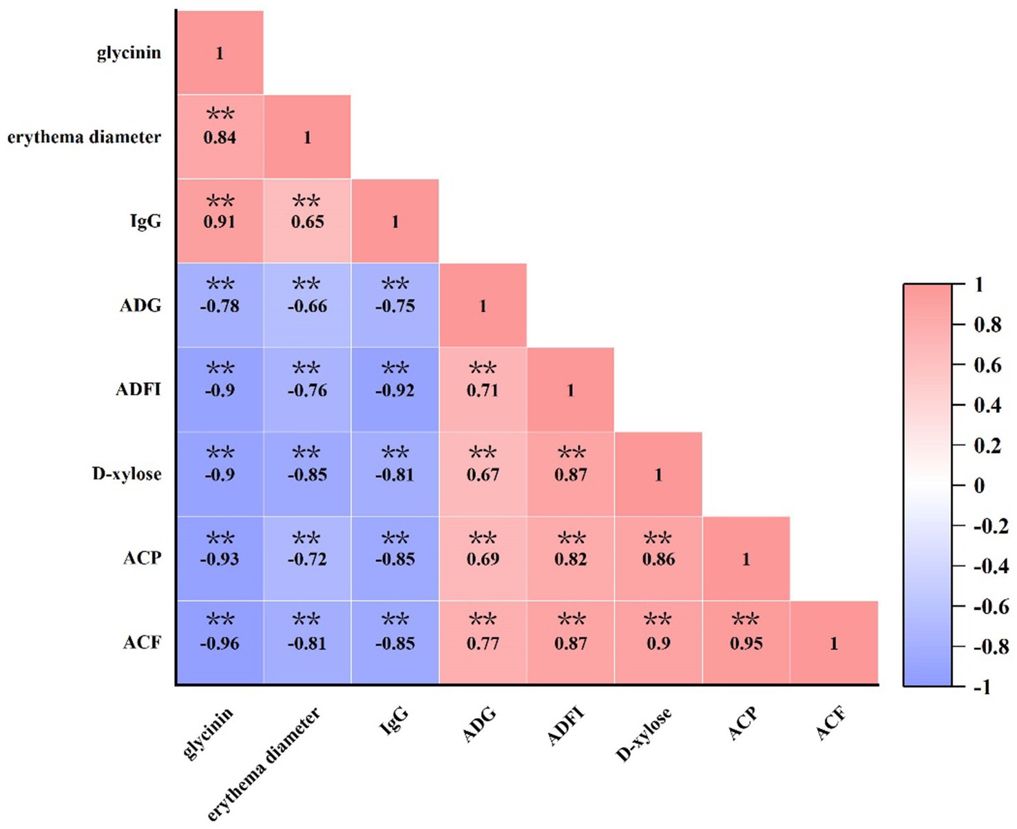 Correlation matrix visualizing relationships between variables: glycinin, erythema diameter, IgG, ADG, ADFI, D-xylose, ACP, and ACF. Positive correlations are shown in red, negative in blue, with correlation values and asterisks indicating significance. The scale ranges from -1 to 1.