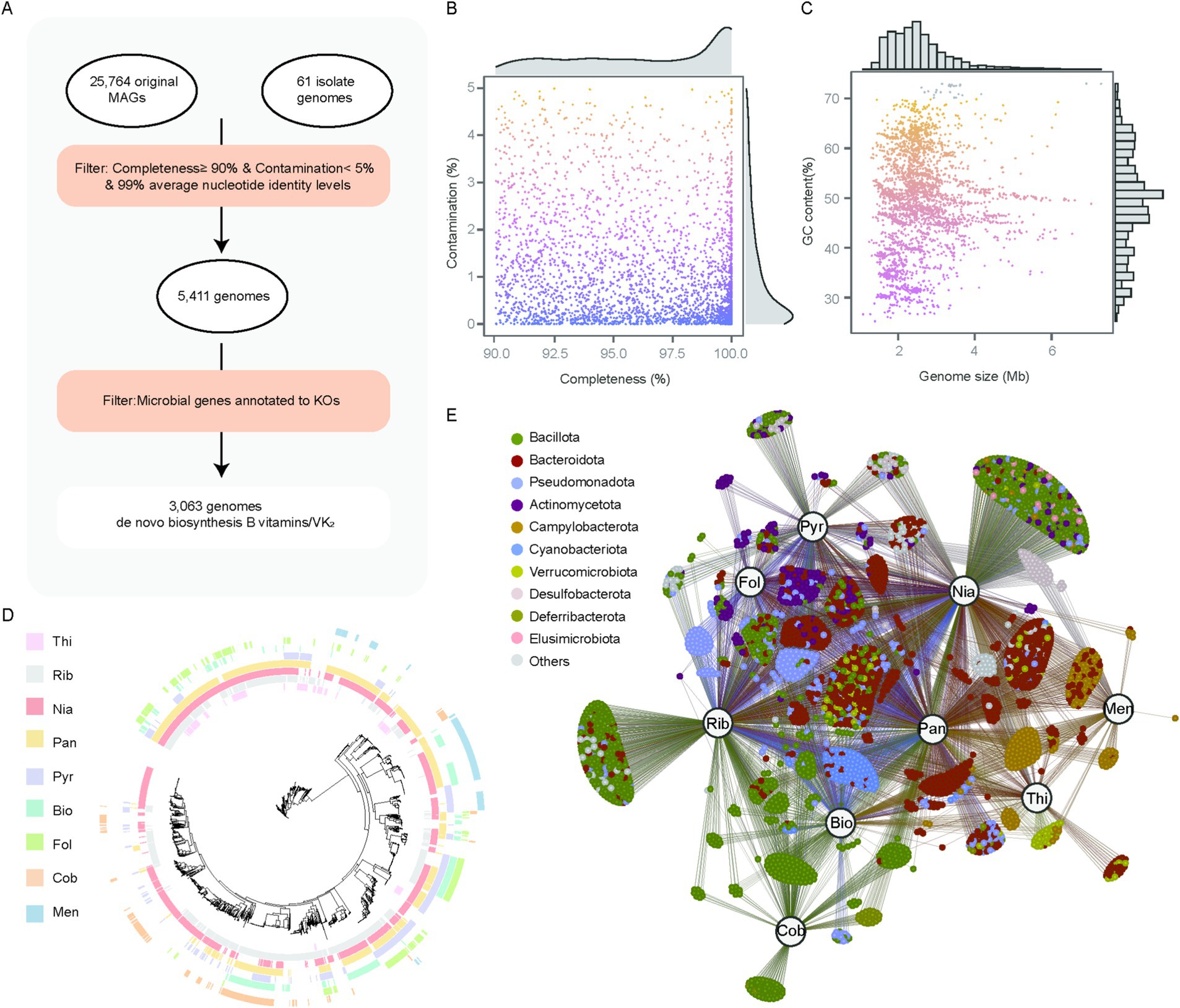 Flowchart, scatter plots, circular phylogenetic tree, and network diagram depict genomic analysis. Panel A shows the filtering process of genomes. Panel B is a scatter plot of completeness versus contamination. Panel C shows GC content versus genome size. Panel D displays a circular phylogeny of metabolic pathways labeled with colorful bars. Panel E is a network diagram showing connections among microbial taxa, represented by variously colored nodes, indicating associations with biosynthesis pathways.