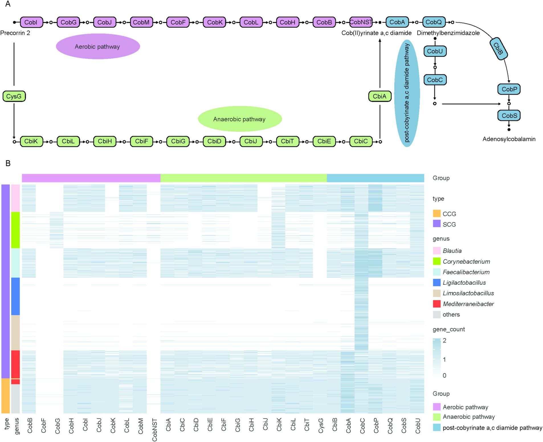 Diagram depicting vitamin B12 biosynthesis pathways and gene presence across various bacterial genera. Panel A illustrates aerobic, anaerobic, and post-cobyrinate a,c diamide pathways with associated enzymes. Panel B is a heatmap showing gene counts for Blautia, Corynebacterium, Faecalibacterium, Ligilactobacillus, Limosilactobacillus, and Mediterraneibacter. Pathway and type are color-coded with a legend.
