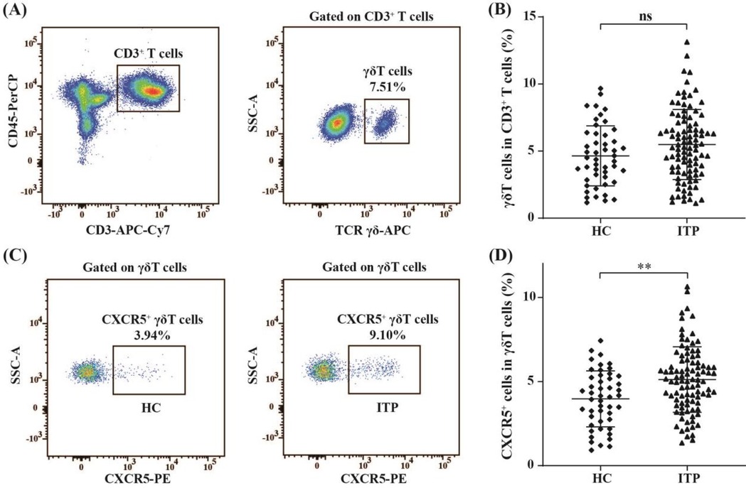 Panel (A) shows a flow cytometry plot of CD3+T cells, highlighting γδ T cells at 7.51%. Panel (B) is a dot plot comparing γδ T cell percentages between healthy controls (HC) and immune thrombocytopenic purpura (ITP) patients, indicating no significant difference. Panel (C) displays a plot of CXCR5+ γδ T cells, with HC at 3.94% and ITP at 9.10%. Panel (D) shows a dot plot of CXCR5+ cell percentages in γδ T cells, indicating a significant difference between HC and ITP groups with a p-value marked by double asterisks.