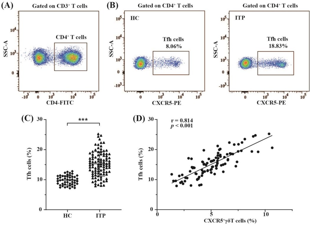 Flow cytometry analysis of T cells. (A) A scatter plot showing CD4+ T cells gated on CD3+ cells. (B) Scatter plots showing Tfh cells percentages in healthy controls (HC) and immune thrombocytopenia (ITP) patients, 8.06% and 18.83% respectively. (C) A bar graph comparing Tfh cells percentage between HC and ITP, indicating a statistically significant difference (***). (D) A scatter plot depicting a positive correlation (r = 0.814, p < 0.001) between Tfh cells and CXCR5+γδT cells percentages.