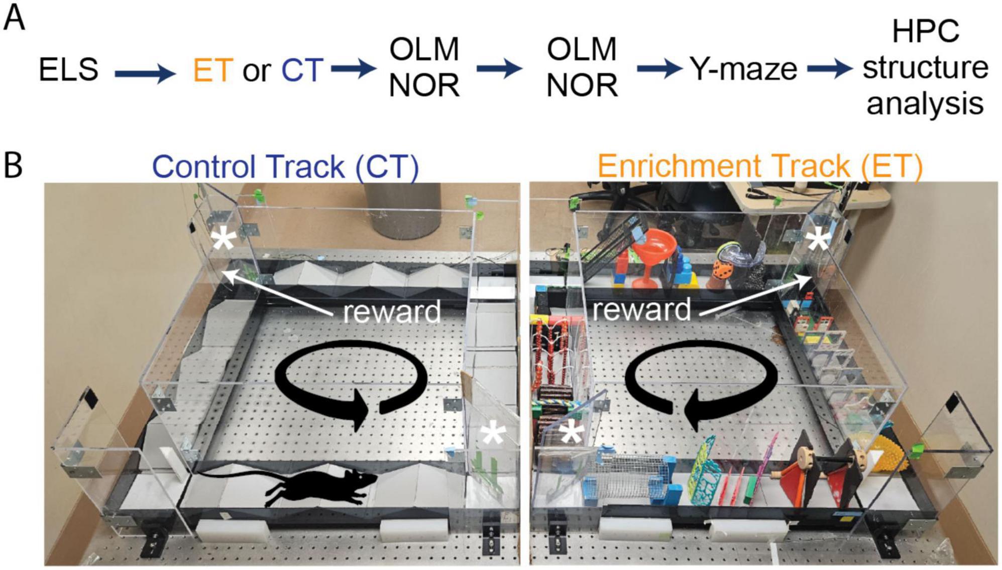 Diagram labeled A and B. A shows the experimental sequence: ELS to either ET or CT, followed by OLM NOR, Y-maze, and HPC structure analysis. B displays two separate maze setups: the left is the Control Track with a simple design, and the right is the Enrichment Track filled with colorful objects and obstacles. Both tracks are labeled with “reward” and feature a curved arrow indicating direction.