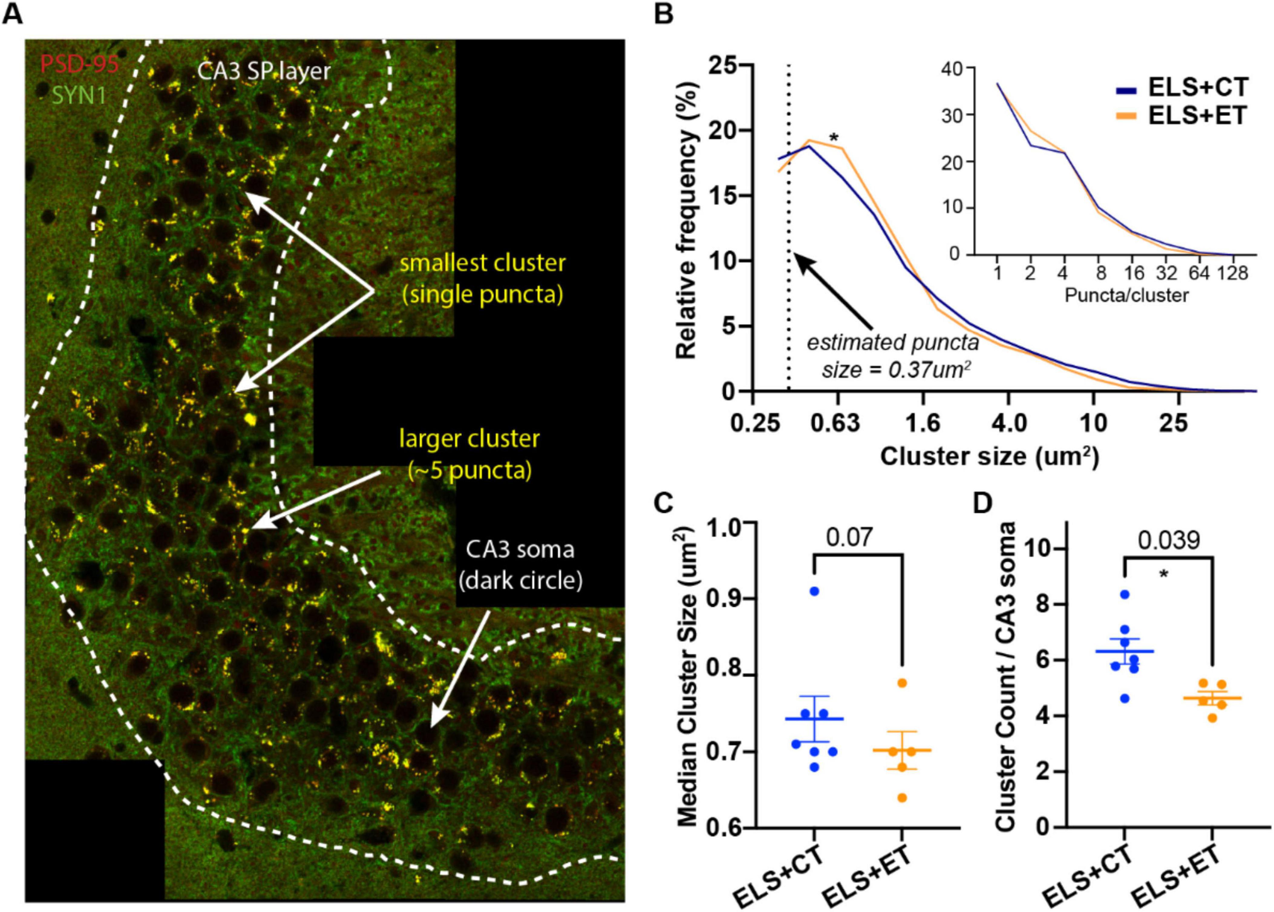 A composite image shows four panels: A) Microscopic view of the CA3 SP layer highlighting PSD-95 and SYN1 clusters with labeled smallest cluster, larger cluster, and CA3 soma. B) Line graph of relative frequency versus cluster size, with a puncta size estimate. An inset graph shows puncta per cluster for ELS+CT and ELS+ET groups. C) Dot plot of median cluster size for ELS+CT and ELS+ET, showing significance at 0.07. D) Dot plot of cluster count per CA3 soma, showing significance at 0.039.