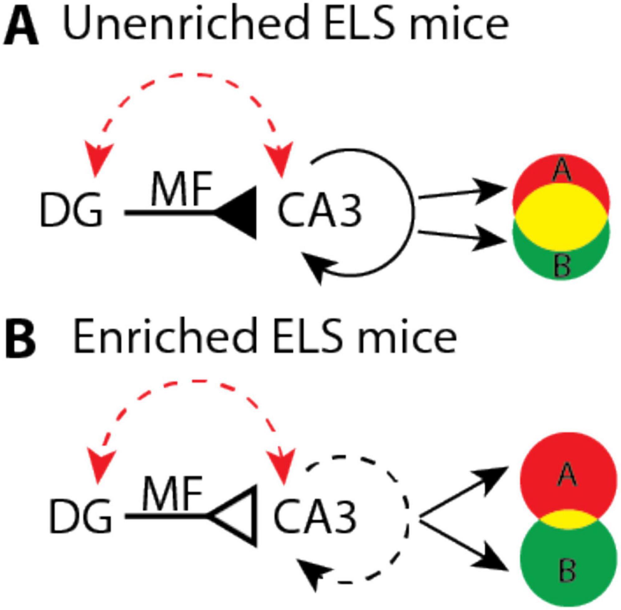 Diagram comparing neural circuitry in unenriched and enriched ELS mice. In both (A) and (B), arrows indicate connections from DG to CA3 via MF. A red dashed arrow and solid black arrow show strong connectivity in (A), whereas (B) has a red dashed arrow and a weaker dashed black arrow. Circular diagrams on the right show overlap of circles labeled A (red) and B (green), with more overlap in (B).
