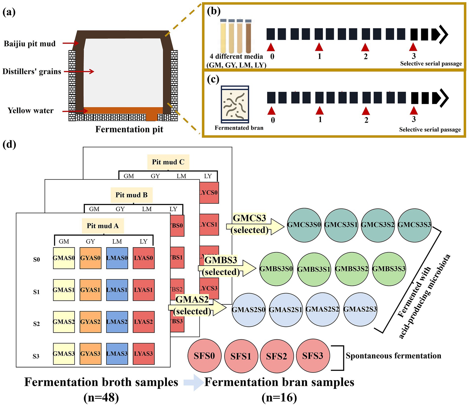 Diagram illustrating the fermentation processes in baijiu production. (a) Shows a fermentation pit with components: baijiu pit mud, distillers’ grains, and yellow water. (b) Displays selective serial passage using four media types: GM, GY, LM, LY. (c) Highlights fermented bran undergoing selective serial passage. (d) Depicts fermentation broth samples from three pit muds (A, B, C) across four media and various stages (S0, S1, S2, S3), leading to selected samples (GMAS2, GMBS3, GMCS3). Arrows indicate fermentation pathways with either acid-producing microbiota or spontaneous fermentation.