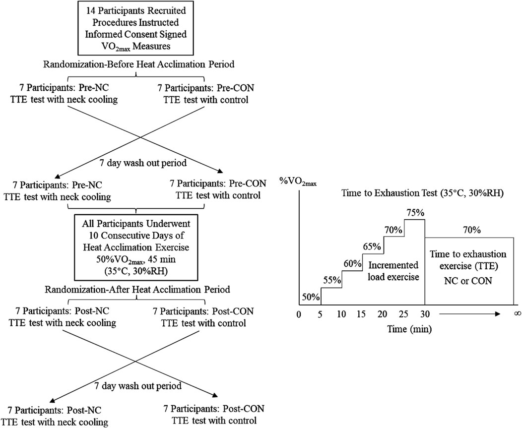 Flowchart depicting a study design for heat acclimation. Fourteen participants are recruited and randomly assigned to two groups: Pre-NC (neck cooling) and Pre-CON (control) for a Time to Exhaustion (TTE) test. A seven-day washout period follows. All participants undergo ten days of heat acclimation exercise at fifty percent VO2max for forty-five minutes at thirty-five degrees Celsius and thirty percent relative humidity. They are then reassigned to Post-NC or Post-CON groups for another TTE test. Another seven-day washout period follows. An accompanying graph shows an incremented load exercise increasing from fifty to seventy-five percent VO2max over thirty minutes followed by a seventy percent VO2max until exhaustion.