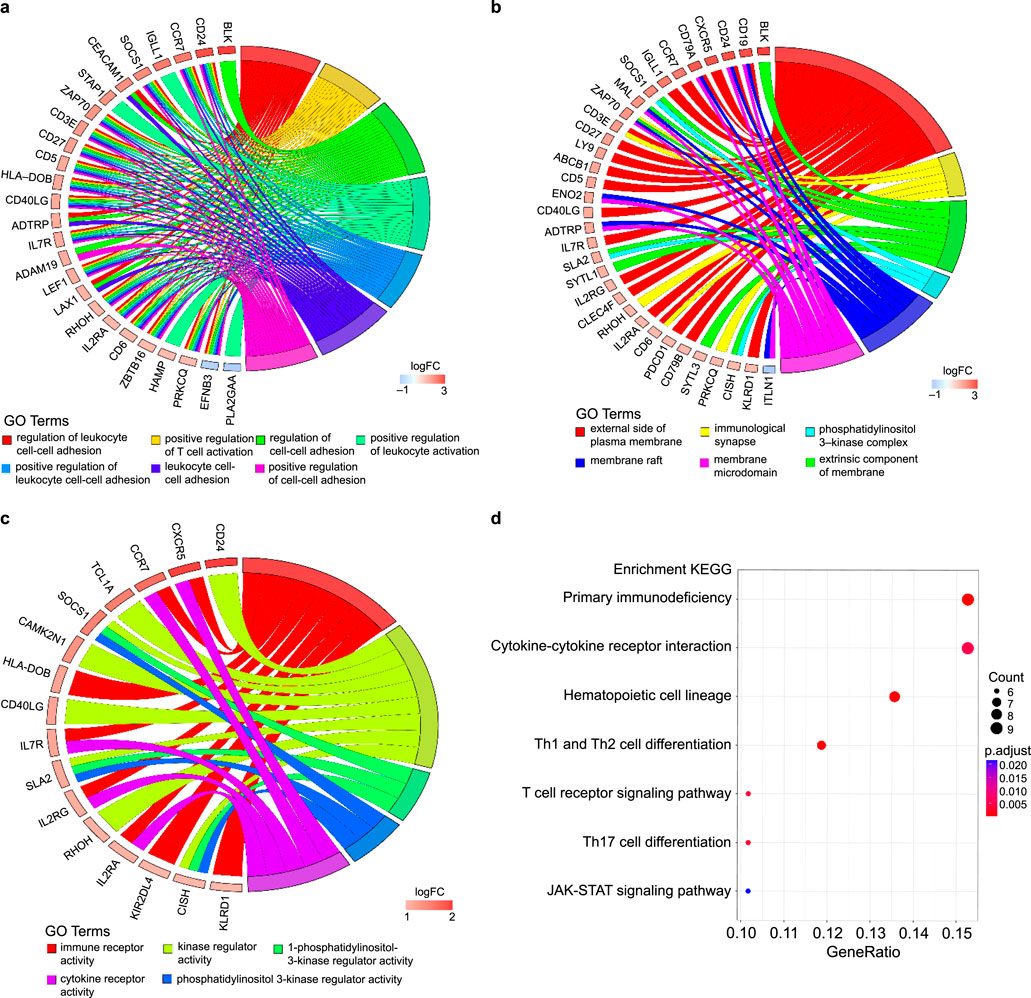 Four-panel illustration showing chord diagrams and a bubble plot related to gene ontology (GO) and pathway enrichment analysis. Panels a, b, and c feature circular chord diagrams with genes on one side and GO terms on the other, connected by curved lines, color-coded by specific biological processes. Panel d is a bubble plot displaying enrichment pathways like primary immunodeficiency and cytokine-cytokine receptor interaction, with bubbles sized by count and colored by p-value adjustment. The log fold change (logFC) color scales are included for panels a, b, and c.