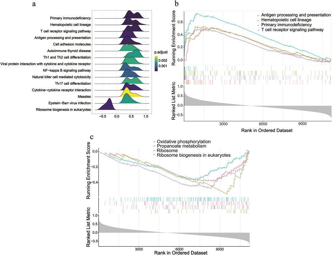 Panel a shows density plots of pathways, highlighting primary immunodeficiency and others with color gradients indicating adjusted p-values. Panel b and c display enrichment plots for pathways, including antigen processing and oxidative phosphorylation, with running enrichment scores and ranked list metrics on ordered datasets.