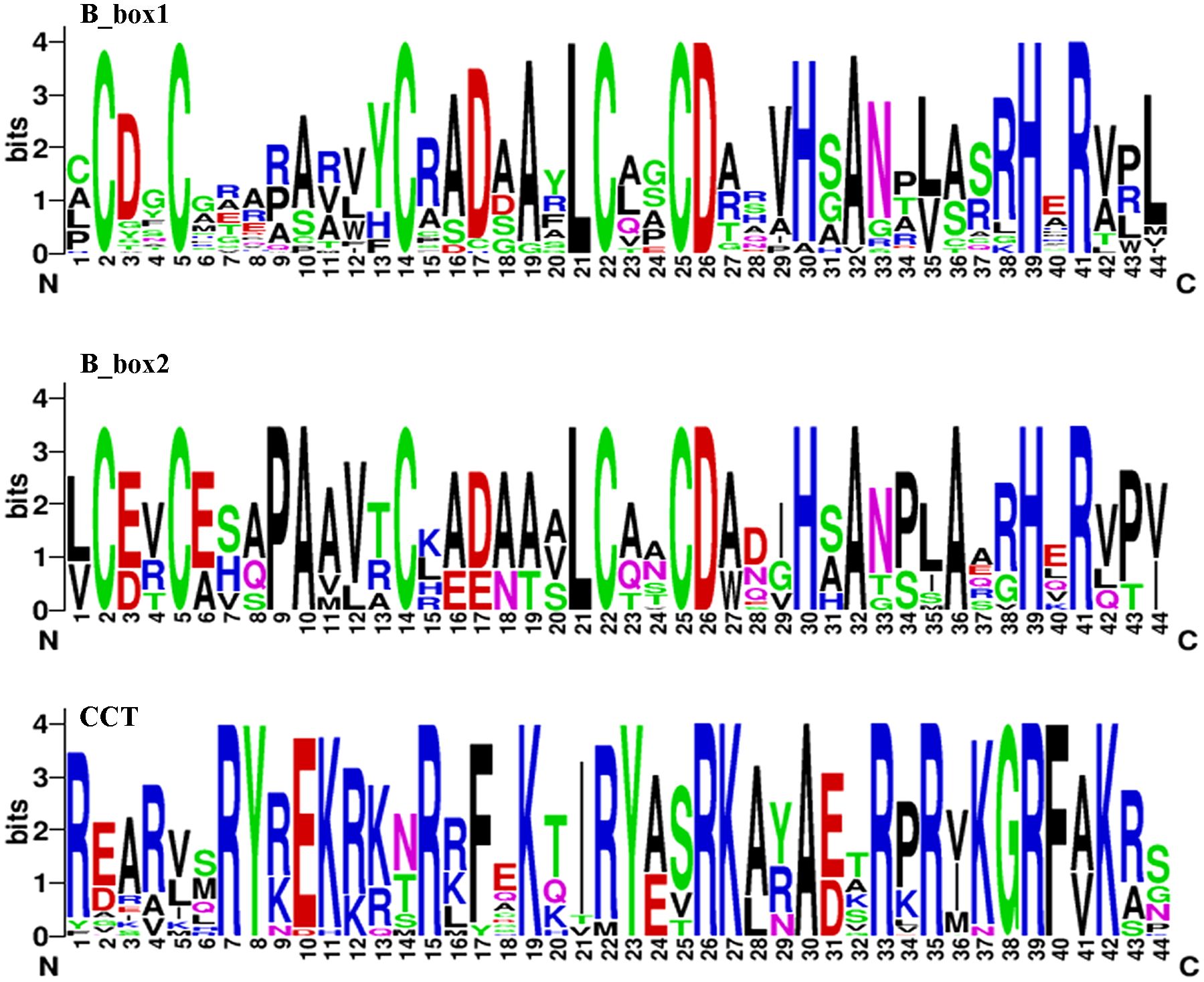 Sequence logo illustrating the frequency of amino acids at each position in three motifs: B_box1, B_box2, and CCT. The height of each letter indicates the relative frequency. The motifs are compared to a bit scale on the y-axis, with amino acids colored differently to denote their properties.