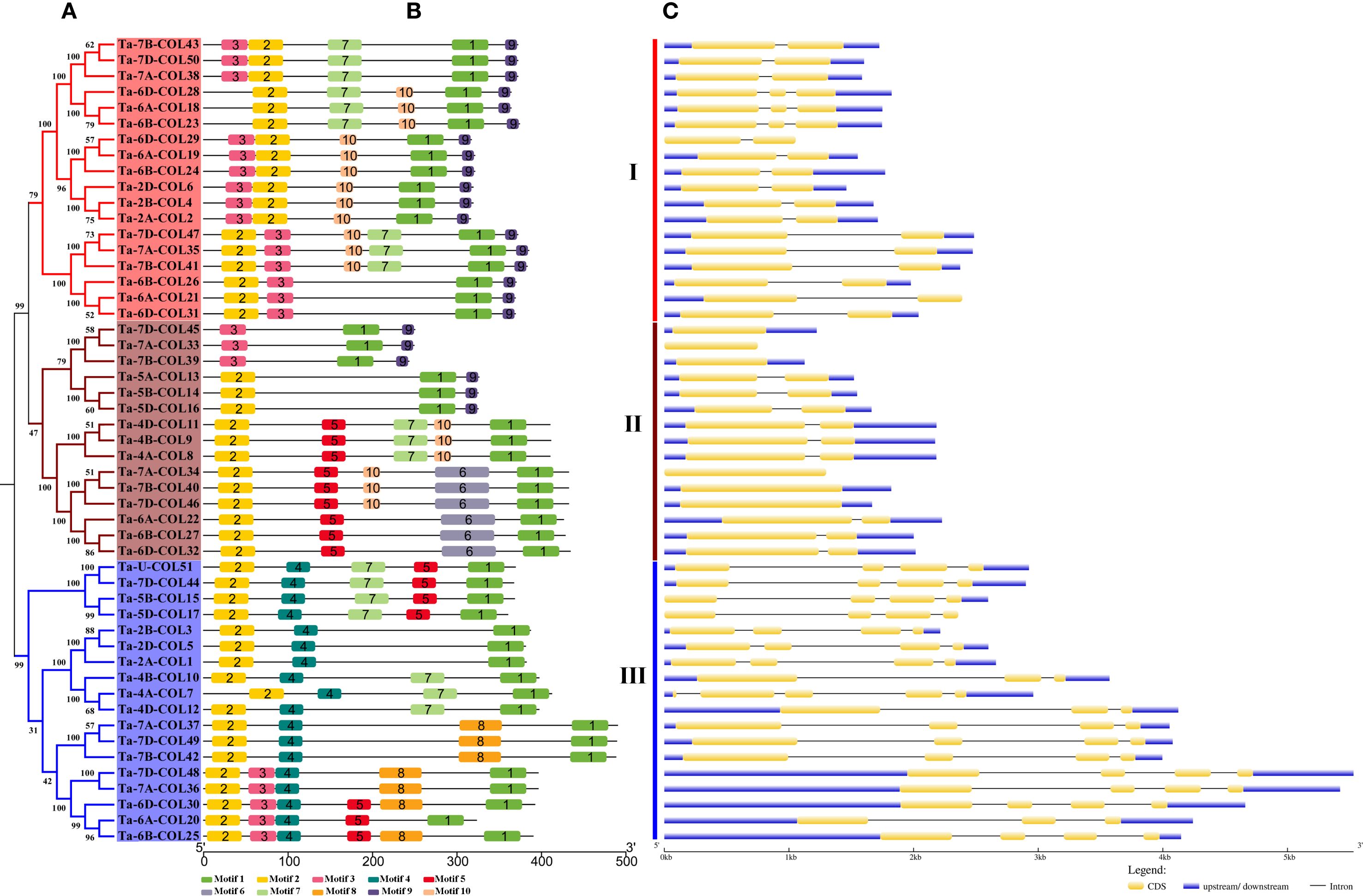 Phylogenetic tree (A) depicting relationships among gene sequences labeled with Ta-7B-COL43, Ta-7D-COL50, and others. Schematic diagram (B) shows motif distributions with color-coded motifs: green (Motif 1), teal (Motif 2), pink (Motif 3), and others. Gene structure diagram (C) illustrates coding sequences (CDS) in yellow, upstream/downstream regions in blue, and introns in black, divided into three groups: I, II, and III.