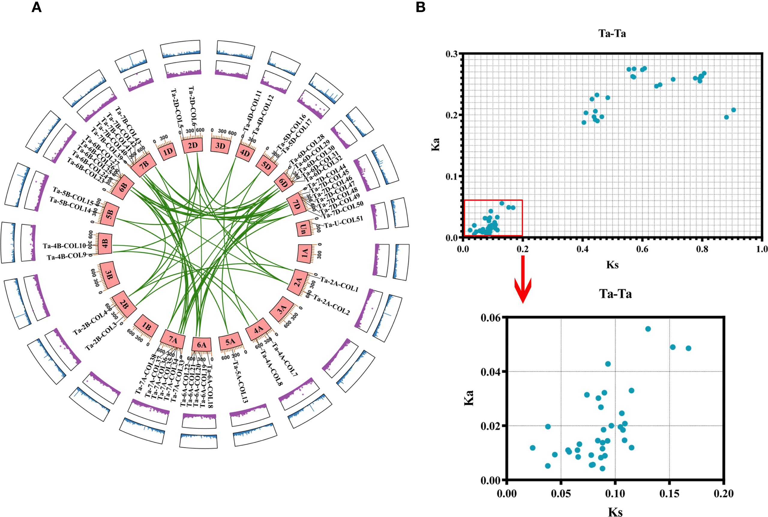 Circular diagram on the left showing interconnected genetic loci labeled 1A to 7D, with lines linking related genes. Small bar graphs are around the circle. On the right, a plot displays Ka versus Ks values with a highlighted section zoomed in for detail.