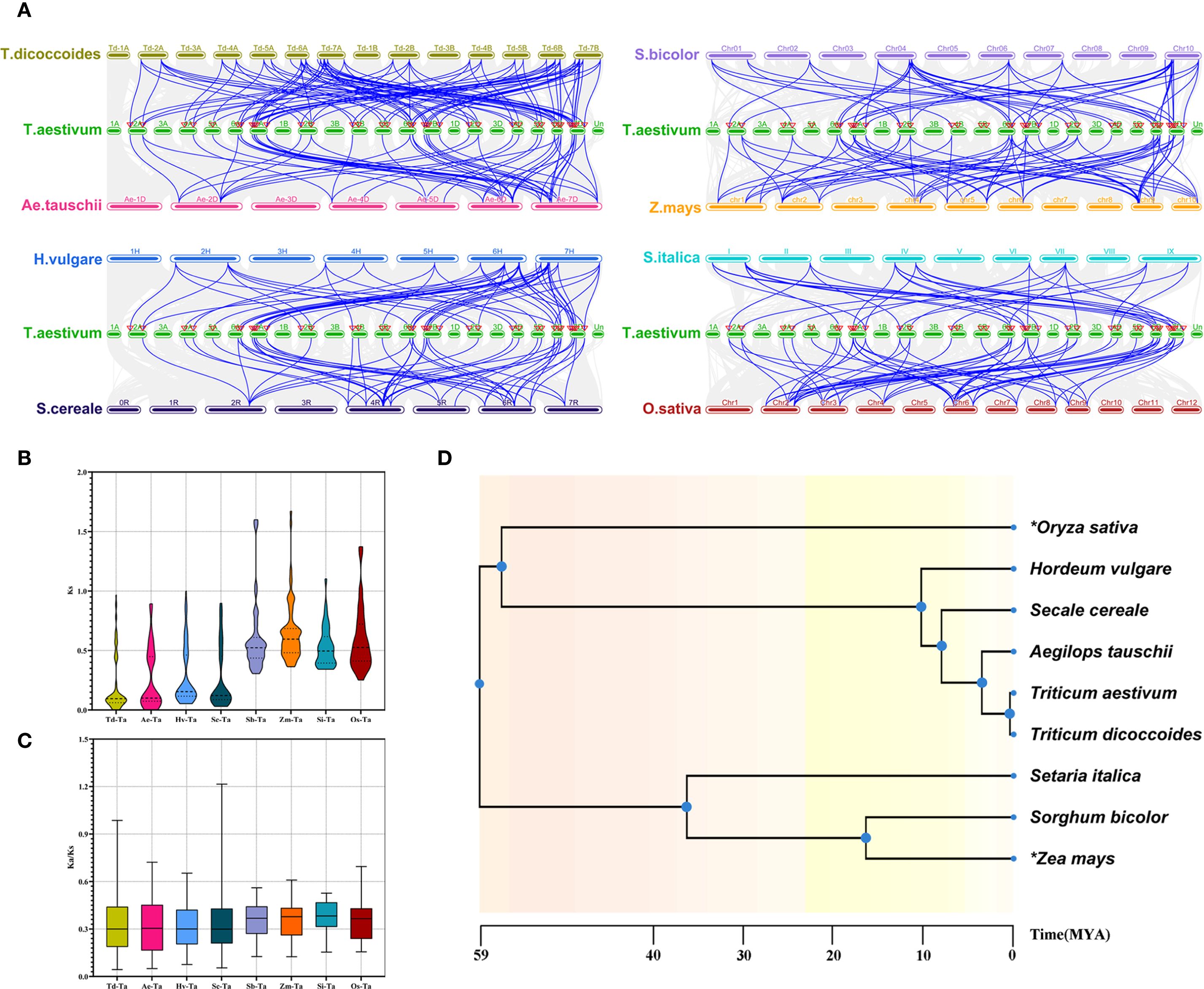 Diagram with four panels. Panel A features gene synteny networks among nine plant species. Panel B shows a violin plot comparing gene-related metrics among species. Panel C contains a box plot displaying genetic diversity data. Panel D is a phylogenetic tree charting evolutionary relationships and divergence times among species, marked with nodes and time scale.