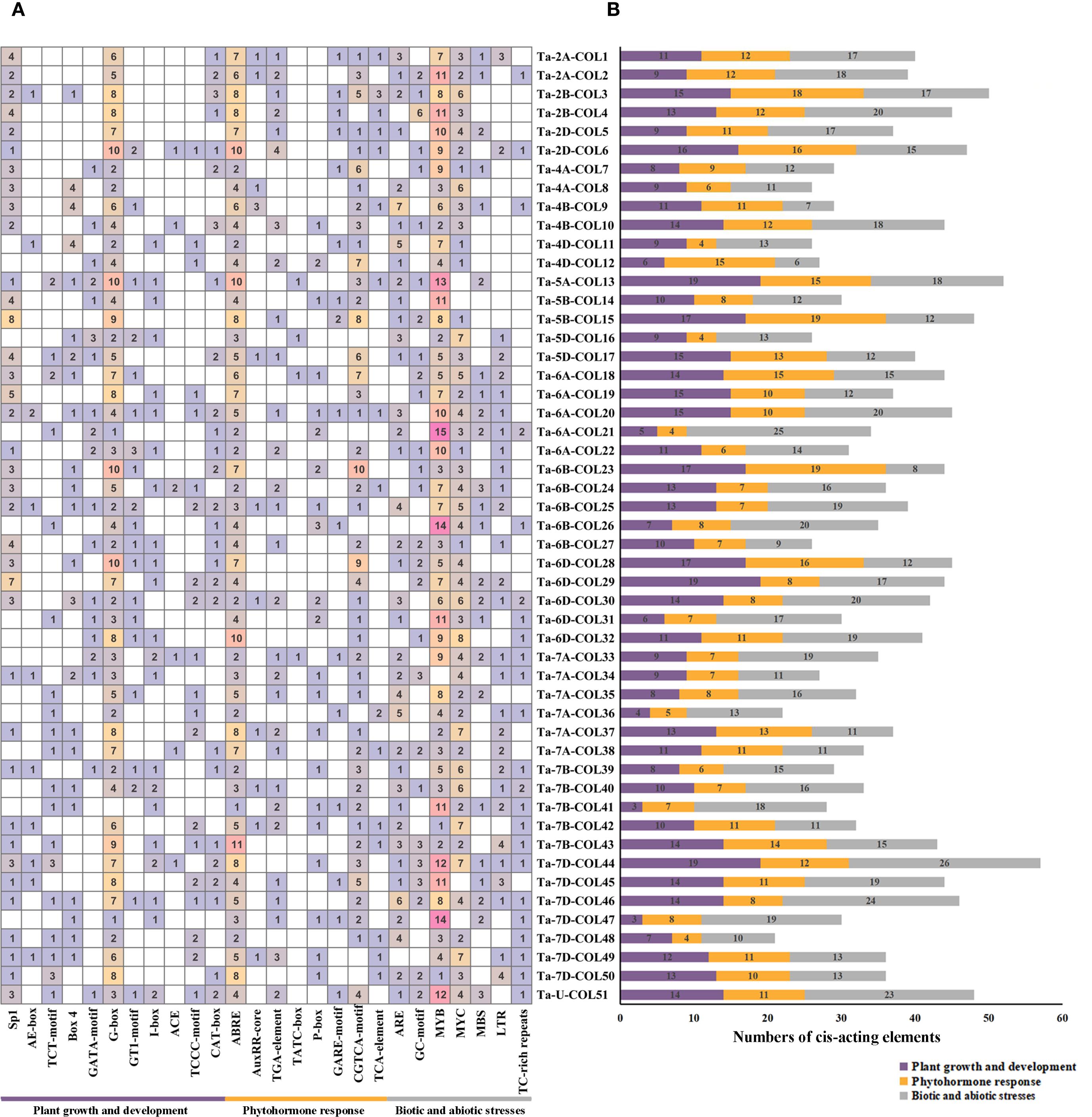 Panel A shows a heatmap representing numbers of cis-acting elements across various gene categories related to plant growth, development, and stress responses. Panel B displays horizontal bar charts for each gene, segmented by function: plant growth and development, phytohormone response, and biotic and abiotic stresses. Color coding and numbers indicate the quantity of elements in each category.