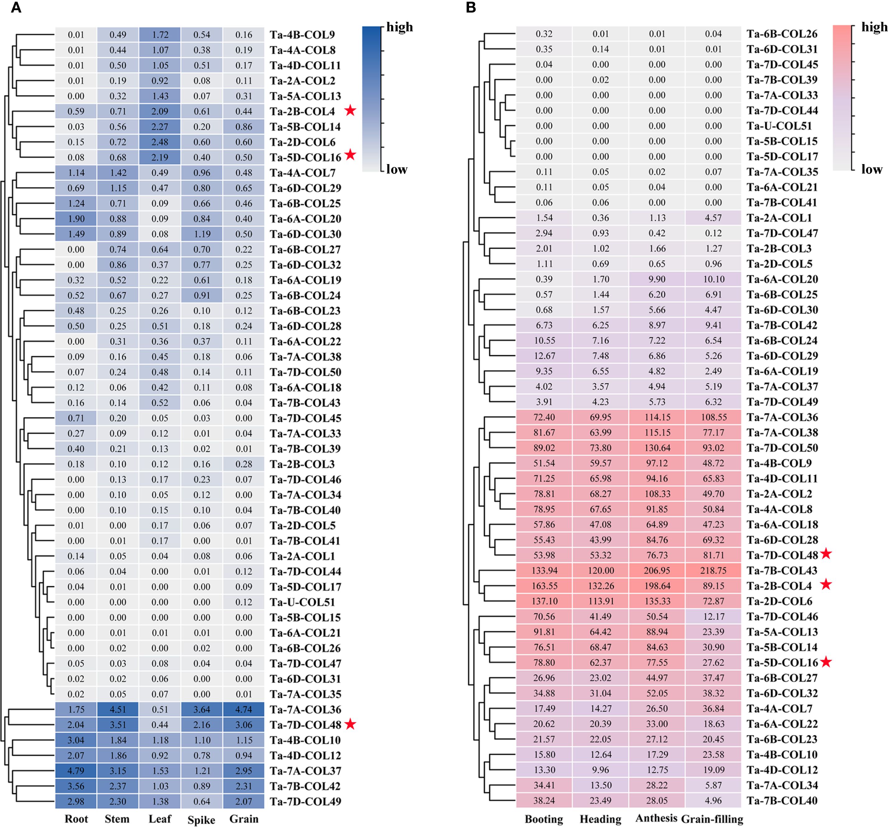 Two heatmap charts labeled A and B. Chart A, colored in blue shades, represents gene expression levels across different plant tissues such as root, stem, leaf, spike, and grain. Chart B, colored in red shades, represents expression levels across different growth stages such as booting, heading, anthesis, and grain-filling. Both charts include gene identifiers like Ta-4B-COL9 and markers with red stars indicating significant genes. Dendrograms indicate clustering of genes and conditions based on expression similarity.