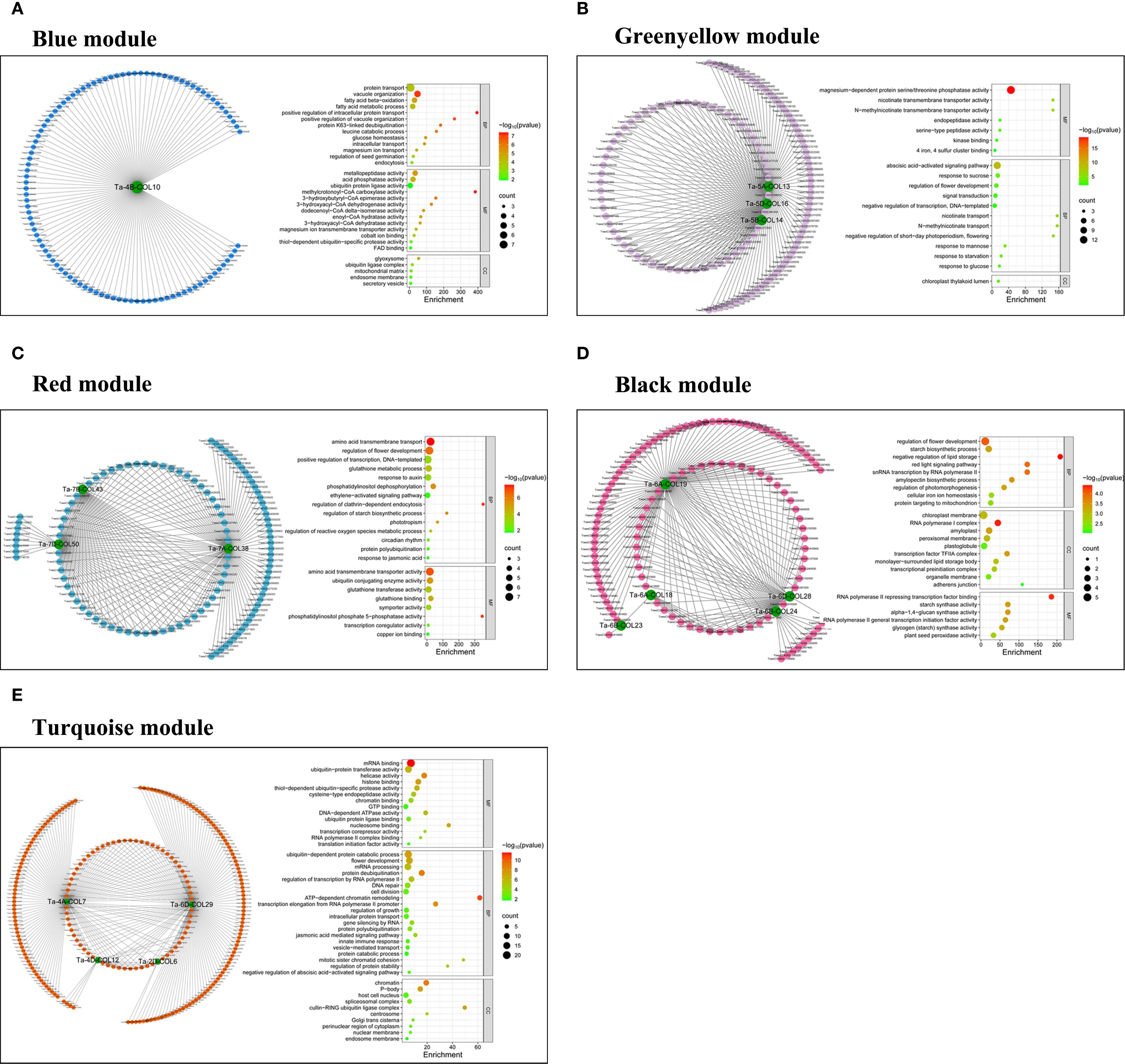Five network diagrams illustrate different modules: blue, greenyellow, red, black, and turquoise. Each diagram includes interconnected nodes and an adjacent enrichment analysis plot showing gene ontology terms, enrichment scores, and p-values. The terms are arranged vertically, with an enrichment scale from low (green) to high (red) on a continuous gradient. Node sizes vary, indicating the count of genes in each term. Panels A to E correspond to each module's color designation.