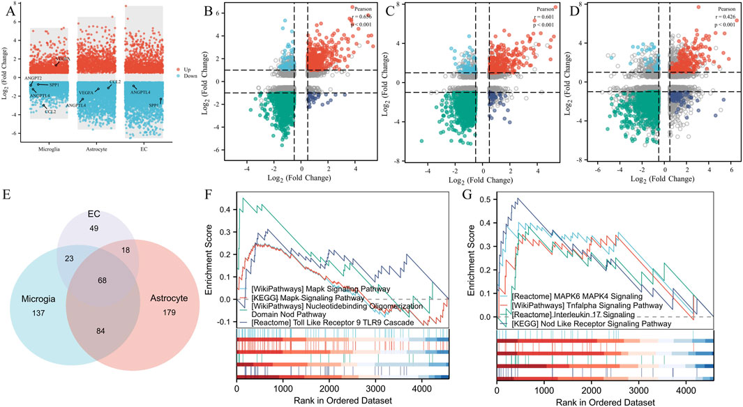 Graphs and a Venn diagram illustrate gene expression changes. Panels A to D show scatter plots of log2 fold changes for microglia, astrocytes, and ECs, indicating upregulated and downregulated genes with Pearson correlation values. Panel E features a Venn diagram of gene overlaps among microglia, astrocytes, and ECs. Panels F and G display enrichment scores versus rank in datasets, highlighting pathways like MAPK signaling.