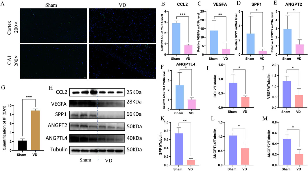 The image contains multiple panels depicting experimental data related to brain tissue under