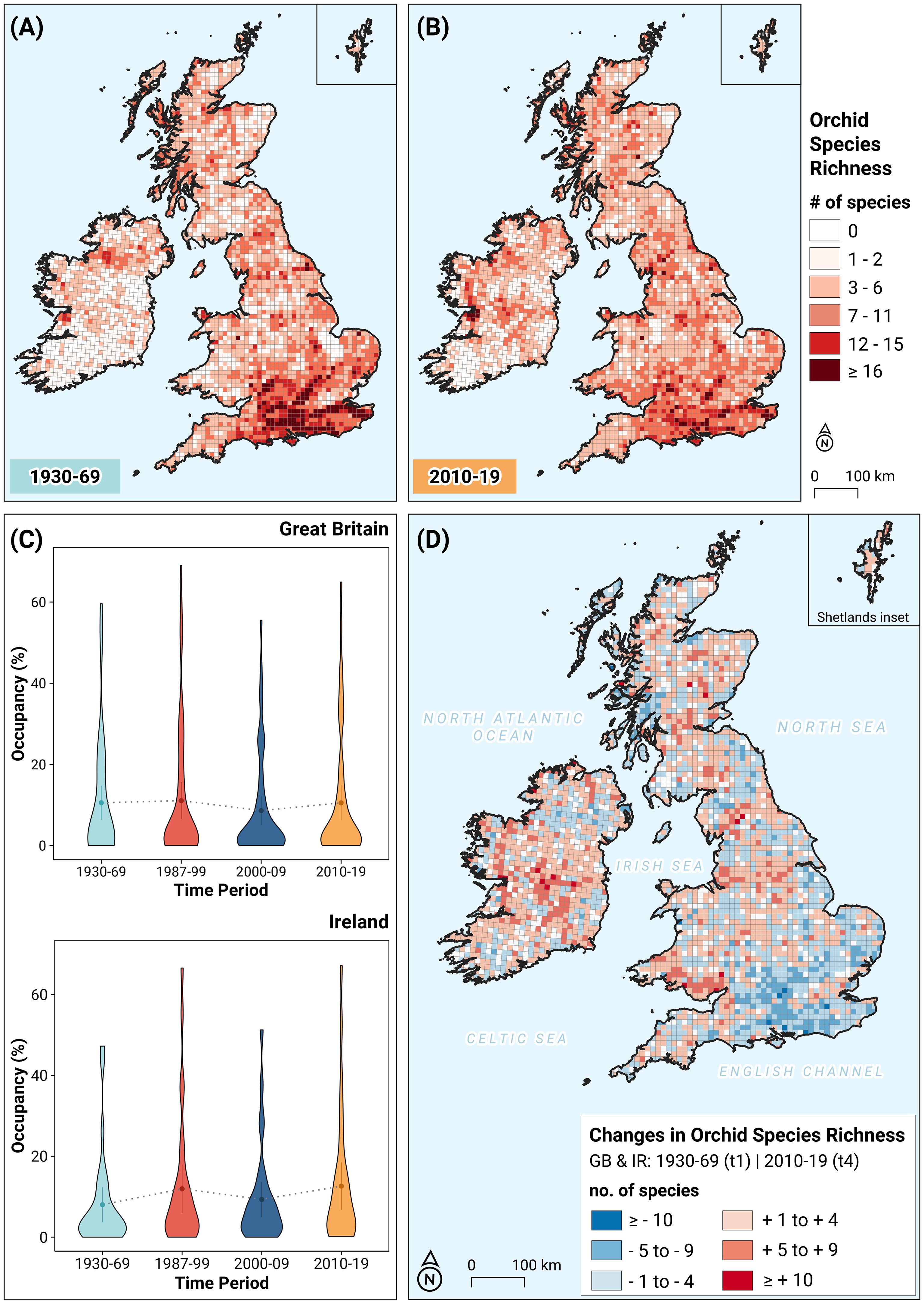 Maps and charts illustrating changes in orchid species richness in Great Britain and Ireland. The top two maps compare species richness from 1930-69 and 2010-19, indicating decreases in the southeast of Great Britain and increases in Ireland. The legend details species richness by color, from 0 (white) to 16 or more (dark red). Below, violin plots show occupancy percentages for the four time periods in Great Britain and Ireland. The bottom map displays changes between 1930-69 and 2010-19, with color codes indicating species richness variation.