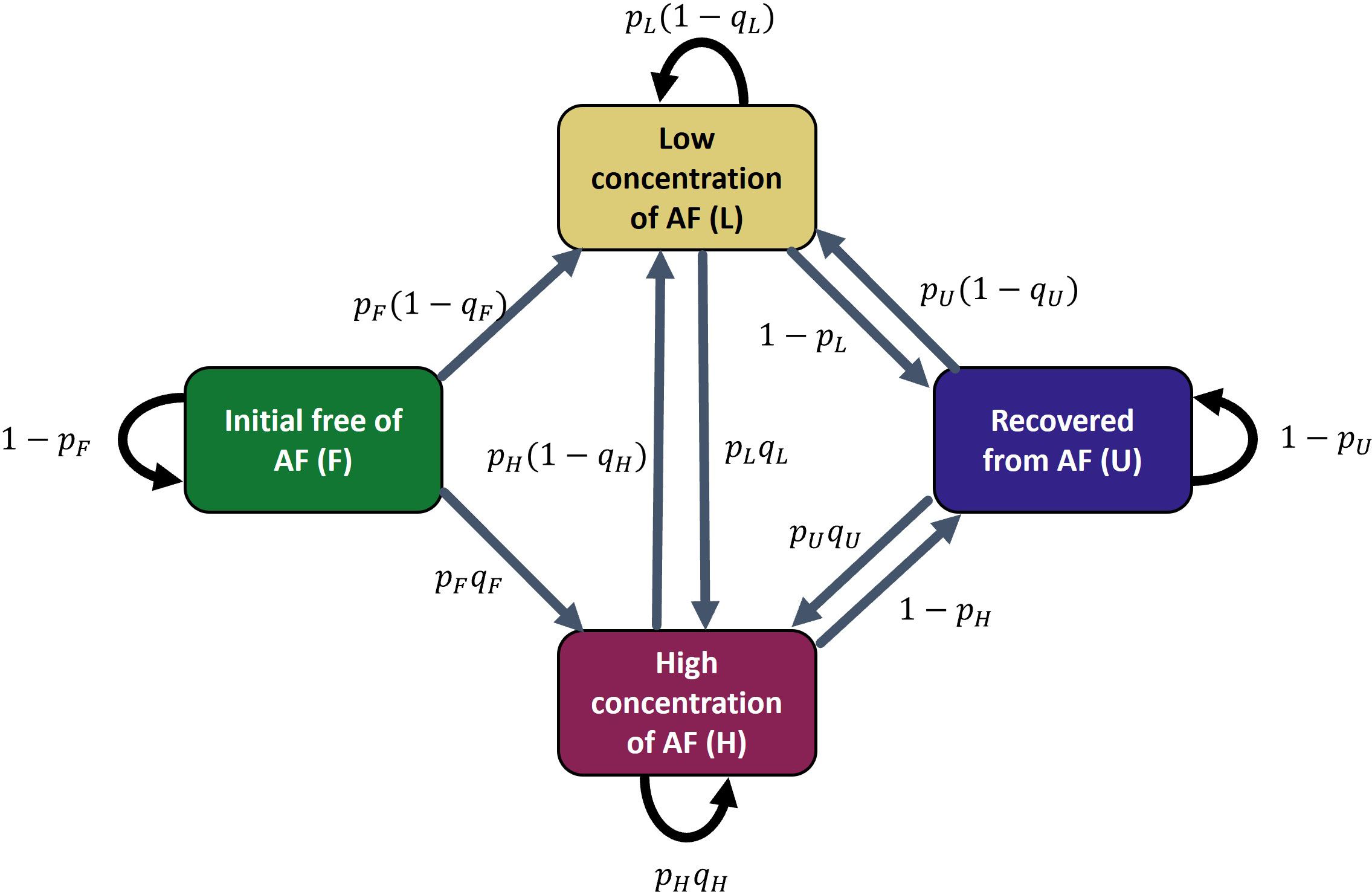 Flowchart depicting states of AF concentration with arrows indicating transitions. States include: Initial free of AF (F) in green, Low concentration of AF (L) in yellow, High concentration of AF (H) in dark red, and Recovered from AF (U) in blue. Transition probabilities are labeled along the arrows. Arrows form loops and connections between states.