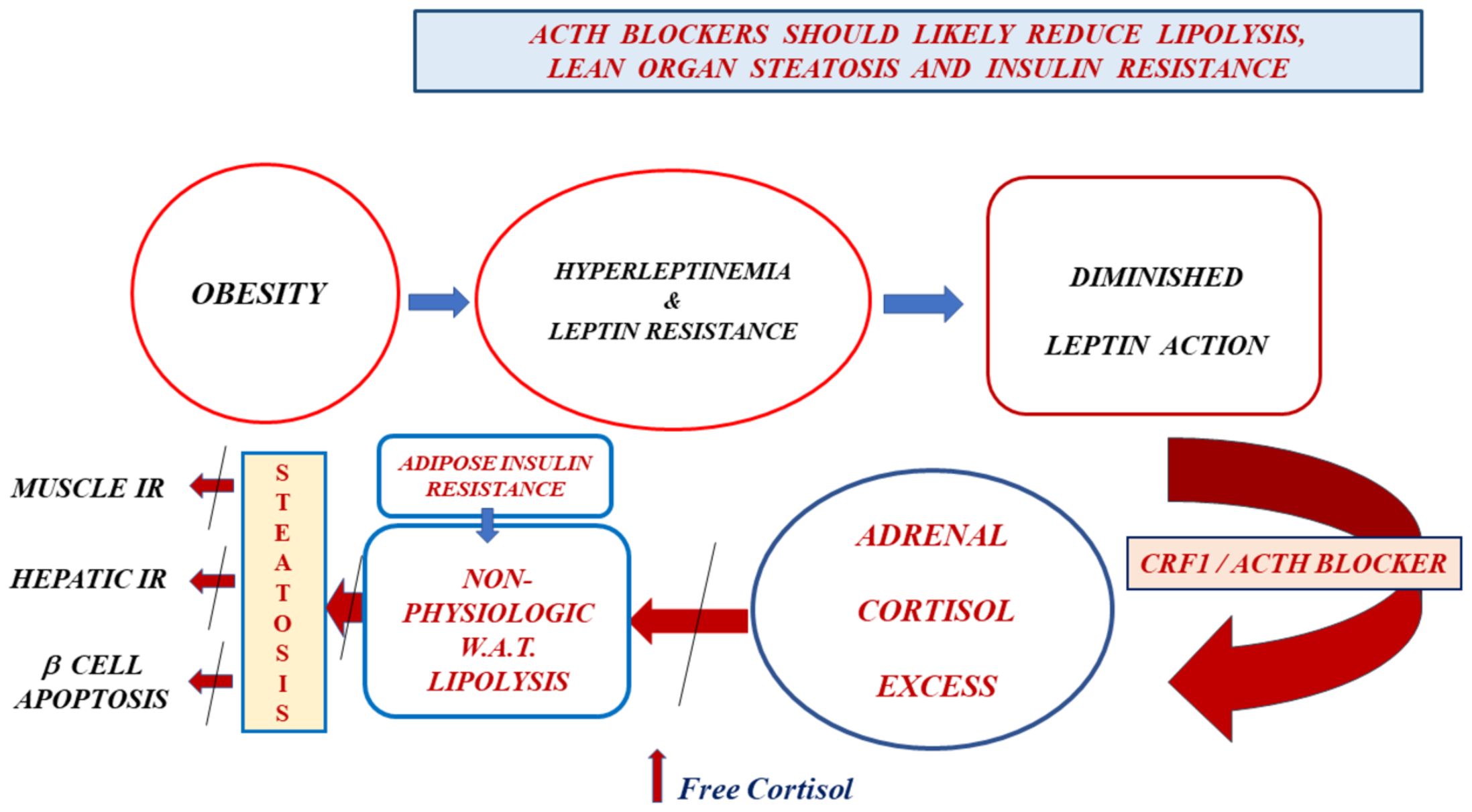Flowchart illustrating the relationship between obesity, hyperleptinemia, leptin resistance, and diminished leptin action. It describes the pathways leading to muscle insulin resistance, hepatic insulin resistance, beta cell apoptosis, steatosis, adipose insulin resistance, non-physiologic white adipose tissue lipolysis, and adrenal cortisol excess. The chart suggests that CRF1/ACTH blockers may reduce lipolysis, lean organ steatosis, and insulin resistance by influencing free cortisol levels.