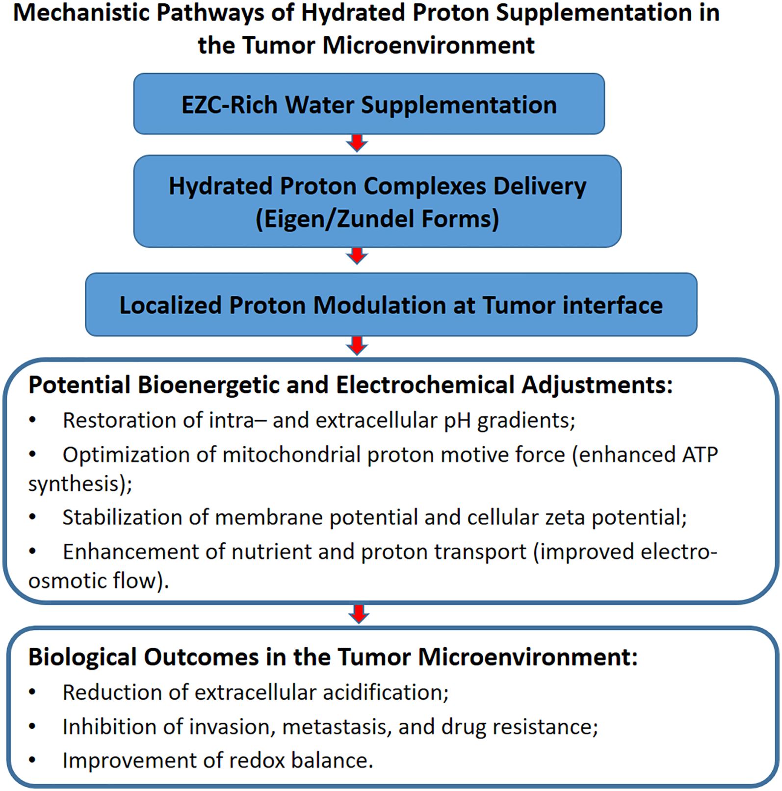 Flowchart of mechanistic pathways of EZC-rich water supplementation in the tumor microenvironment. Sequence: ingestion → delivery of hydrated proton complexes (Eigen/Zundel forms) → localized proton modulation at tumor interface. Potential bioenergetic and electrochemical adjustments: restoration of intra- and extracellular pH gradients, optimization of mitochondrial proton motive force (ATP synthesis enhancement), stabilization of membrane potential and cellular zeta potential, and enhancement of nutrient and proton transport (improved electro-osmotic flow). Outcomes include reduced extracellular acidification, inhibition of invasion, metastasis, drug resistance, and improved redox balance.