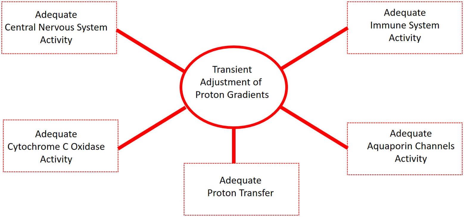 Conceptual diagram titled “Transient Adjustment of Proton Gradients,” with a central oval linked by red lines to five rectangular boxes: adequate central nervous system activity, adequate immune system activity, adequate cytochrome C oxidase activity, adequate proton transfer, and adequate aquaporin channels activity. The design emphasizes the interconnected role of these physiological components in supporting the modulation of proton gradients.