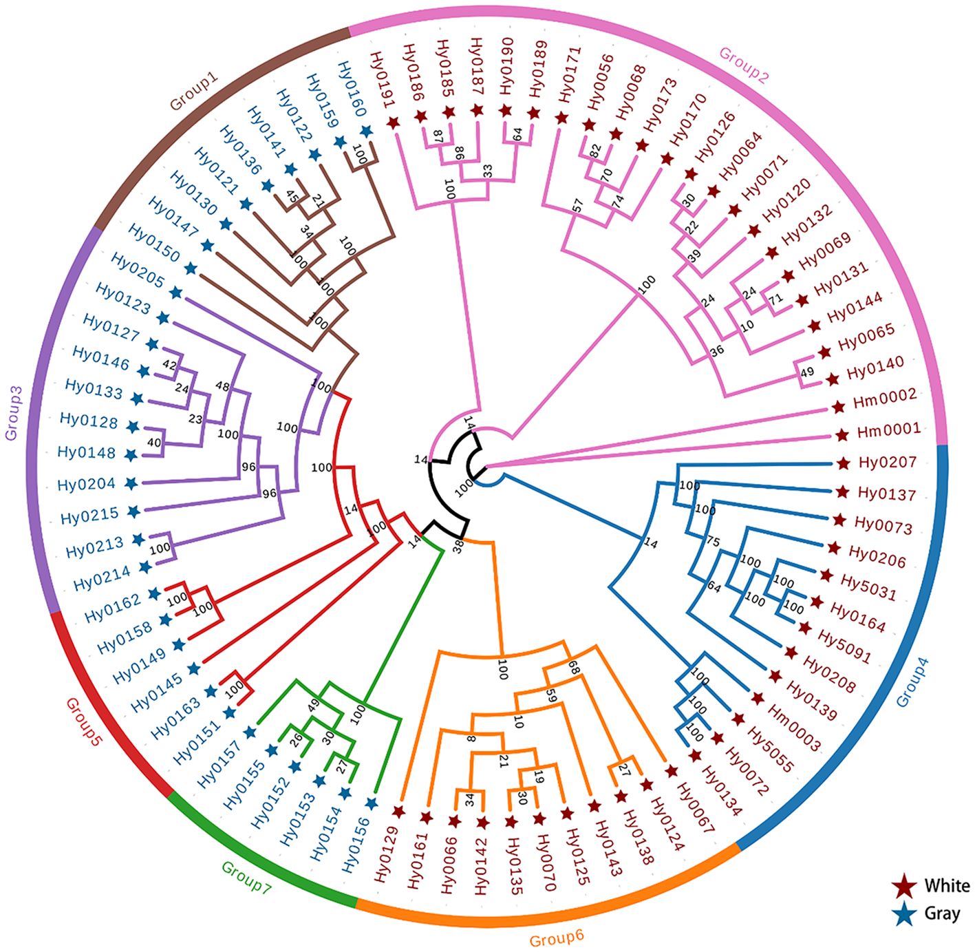 Circular phylogenetic tree diagram with seven color-coded groups indicating evolutionary relationships among various samples labeled with alphanumeric codes. Stars in white and gray differentiate sample types. Branches are annotated with bootstrap values representing confidence levels.