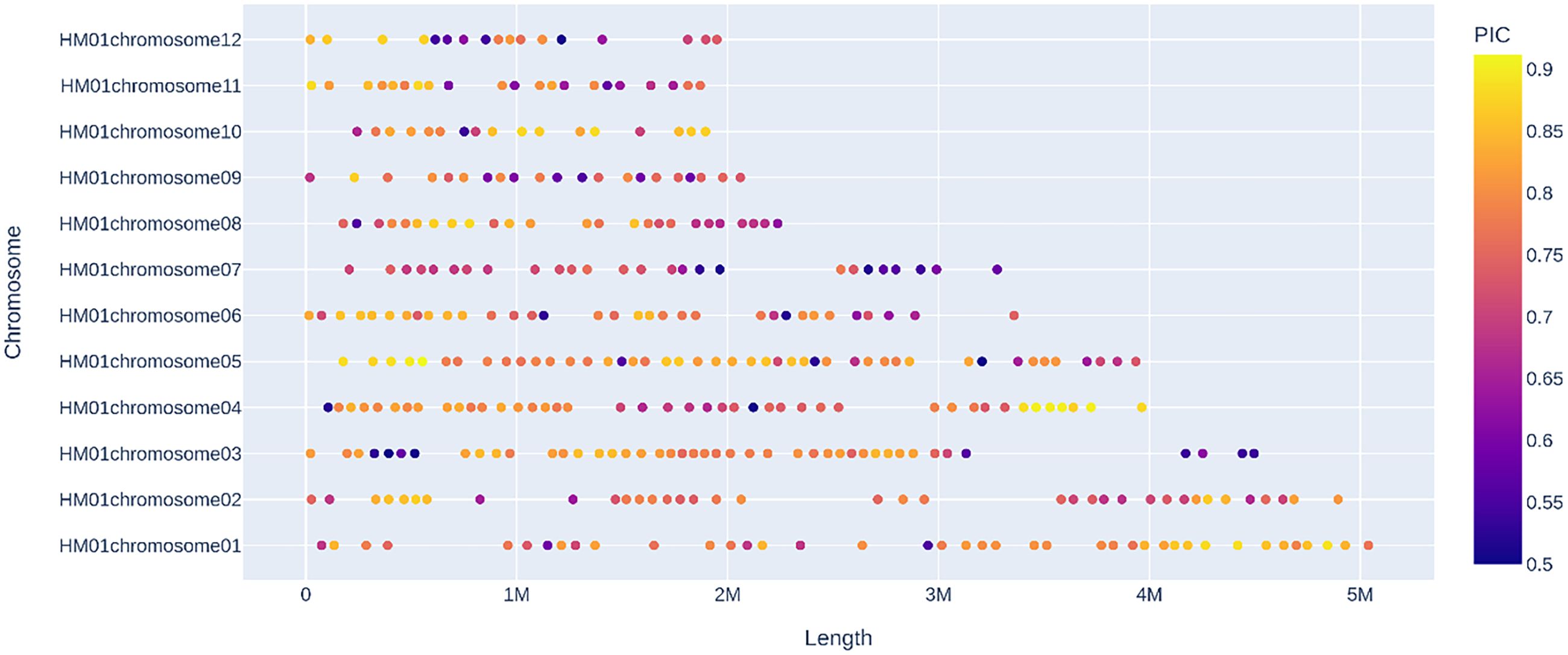 Scatter plot showing genetic polymorphism information content (PIC) across different chromosomes, labeled HM01chromosome01 to HM01chromosome12, on the vertical axis. The horizontal axis represents length in megabases (M), ranging from zero to five megabases. Dots vary in color from yellow (PIC 0.9) to dark purple (PIC 0.5).