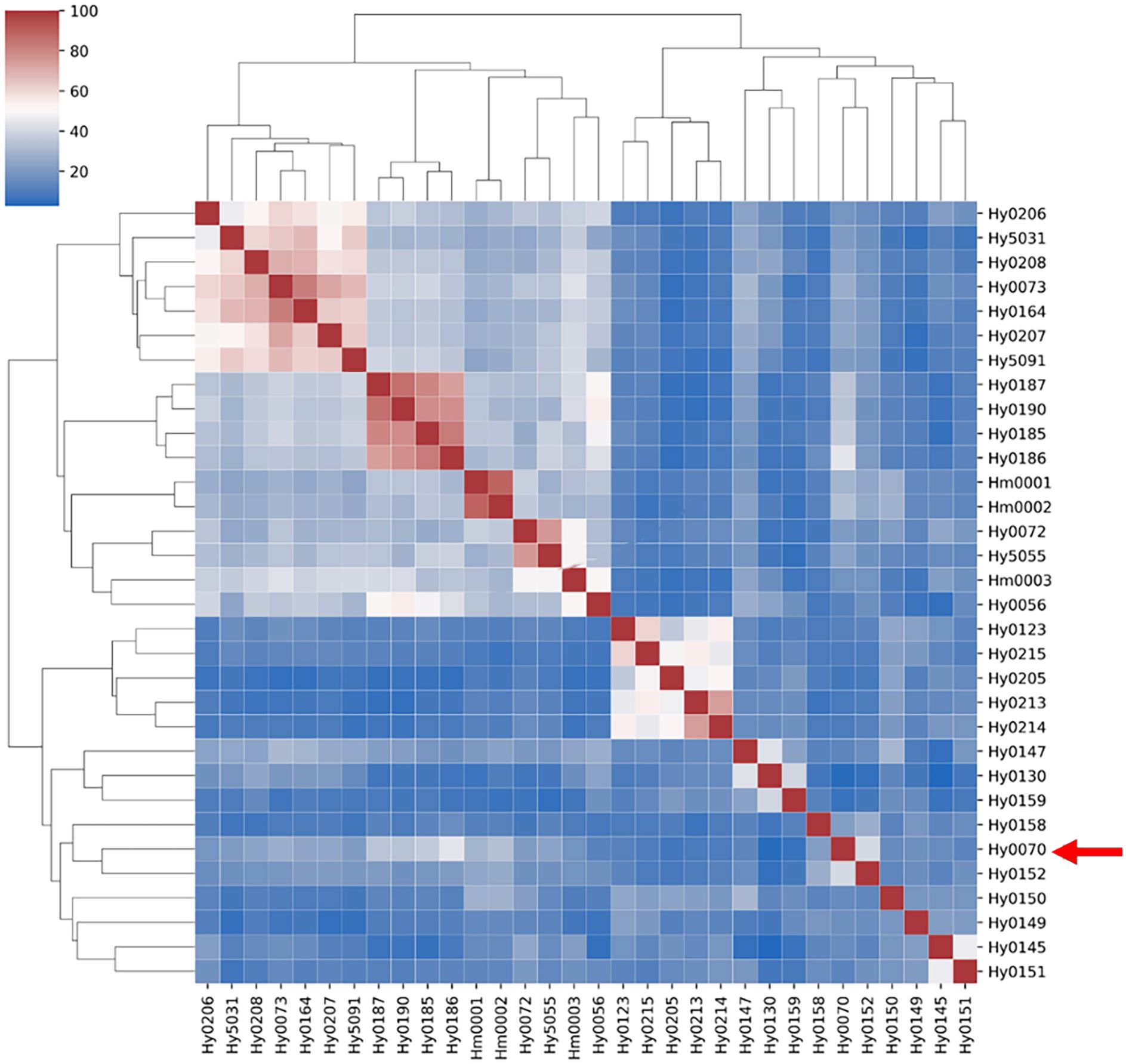 Heatmap depicting hierarchical clustering with a dendrogram on the top and left side. The matrix is color-coded from blue to red indicating values from 0 to 100. Labels are displayed on the x and y axes; “Hy0070” is highlighted with a red arrow.