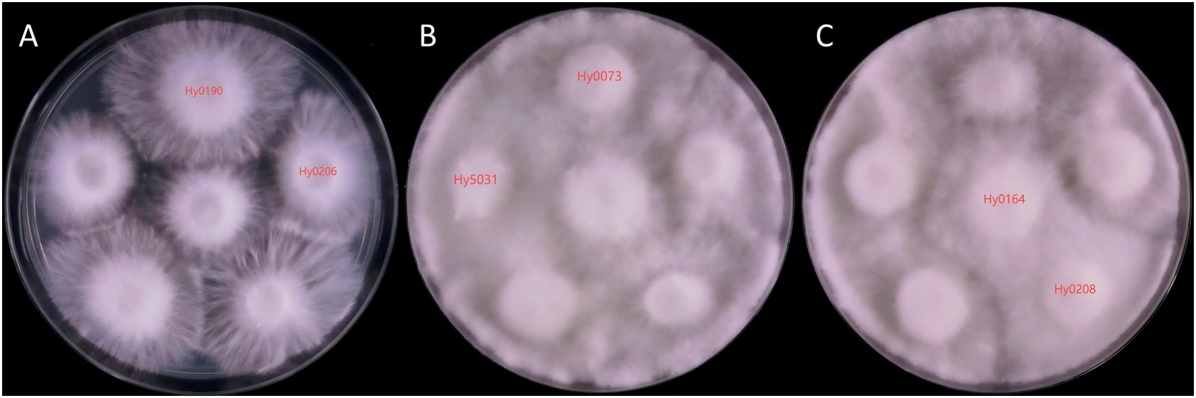 Three petri dish panels labeled A, B, and C display fungal colonies with different growth patterns. Panel A shows six fluffy colonies labeled Hy0190 and Hy0206. Panel B has four colonies labeled Hy0073 and Hy5031, appearing denser. Panel C displays four colonies labeled Hy0164 and Hy0208 with similar dense growth. Each sample differs slightly in texture and density.