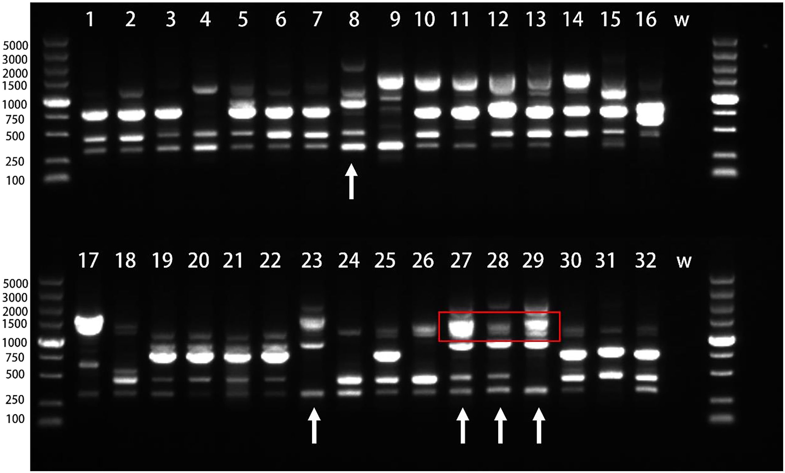 Gel electrophoresis image showing DNA bands in two rows labeled one to sixteen and seventeen to thirty-two with molecular weight markers on each side. Bright bands are present in several lanes, with prominent arrows pointing to specific bands in lanes eight, twenty-four, and twenty-seven to twenty-nine, highlighted by a red box.