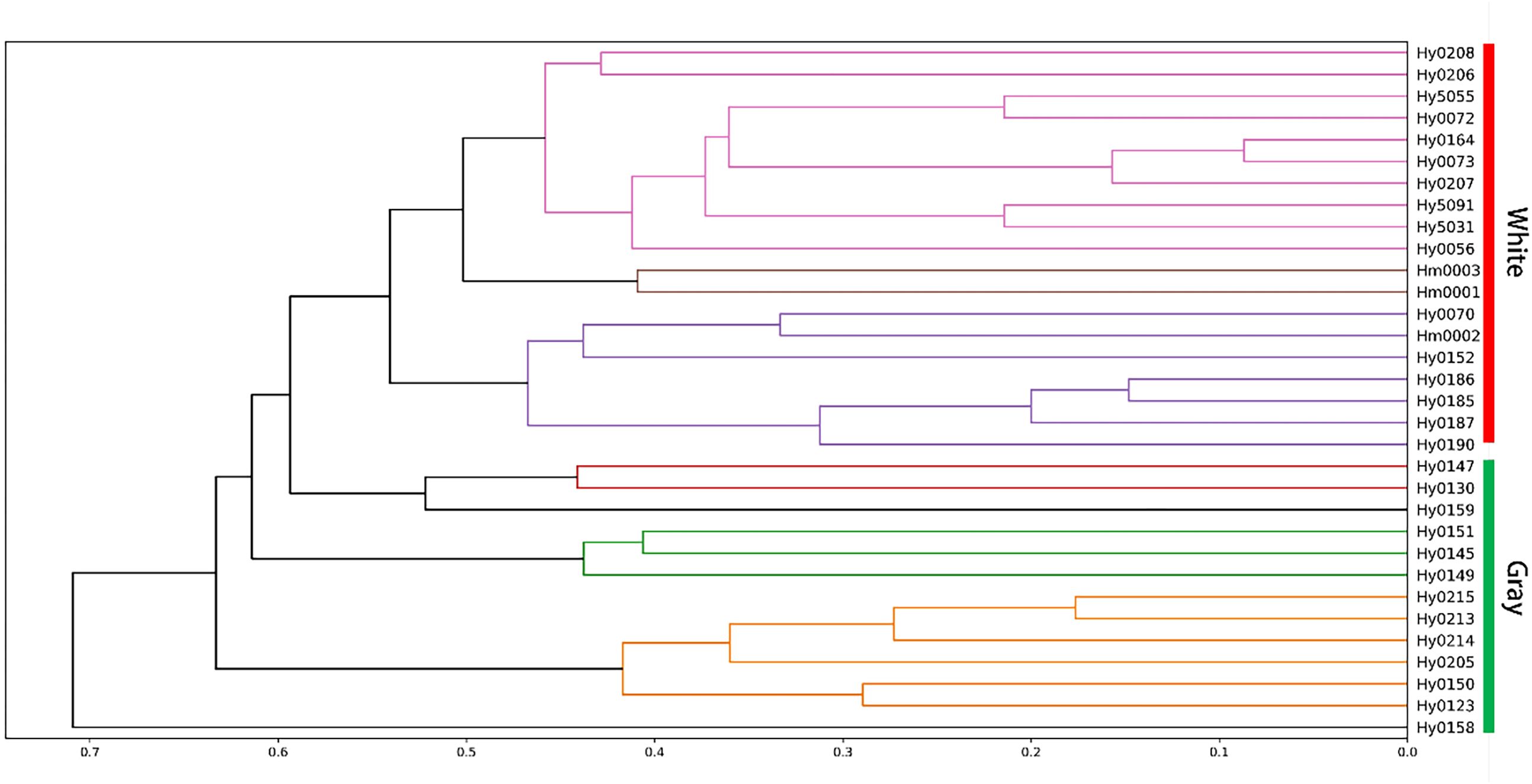 Dendrogram showing hierarchical clustering of samples labeled Hy and Hm, divided into “White” and “Gray” groups. Each branch represents a cluster, with color-coded lines indicating group affiliations. The horizontal axis shows distance metrics ranging from 0.0 to 0.7.
