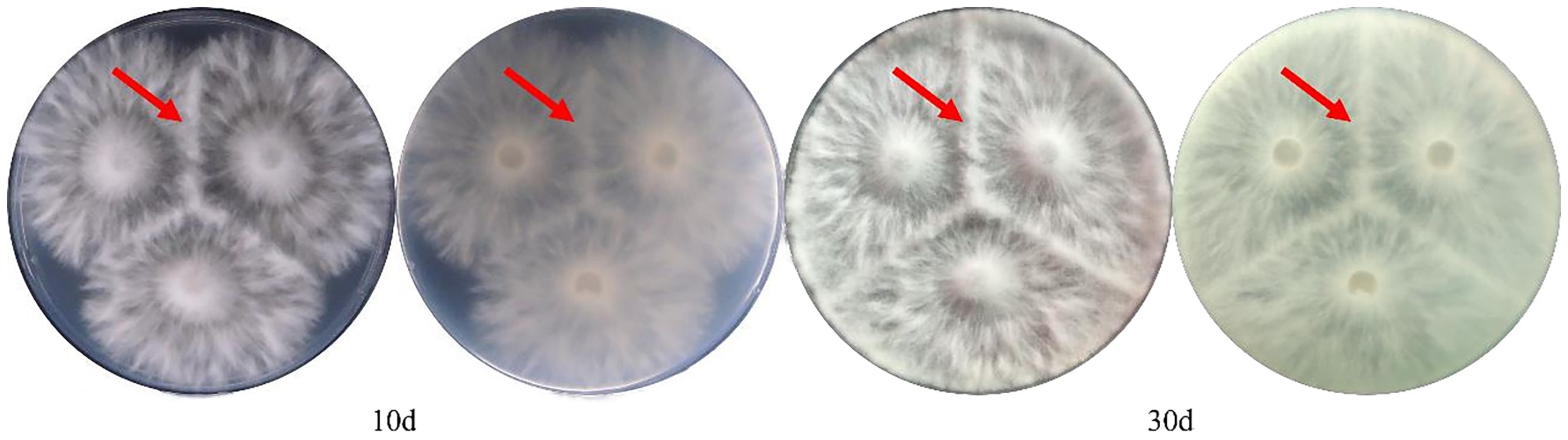 Four images of Petri dishes show fungal growth at different stages. Each dish contains white, radial fungal colonies with red arrows pointing to specific areas. The first two images are labeled 10 days, the next two are labeled 30 days.