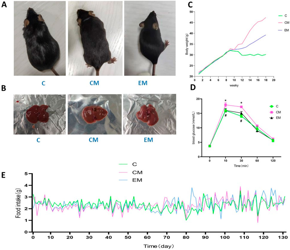 Panel A shows three mice labeled C, CM, and EM from a top view. Panel B displays liver samples from the same groups. Panel C is a line graph showing body weight in grams over 20 weeks, with C, CM, and EM labeled. Panel D is a graph depicting blood glucose levels over 120 minutes, with distinct peaks for each group. Panel E is a line graph showing daily food intake over 130 days for groups C, CM, and EM.