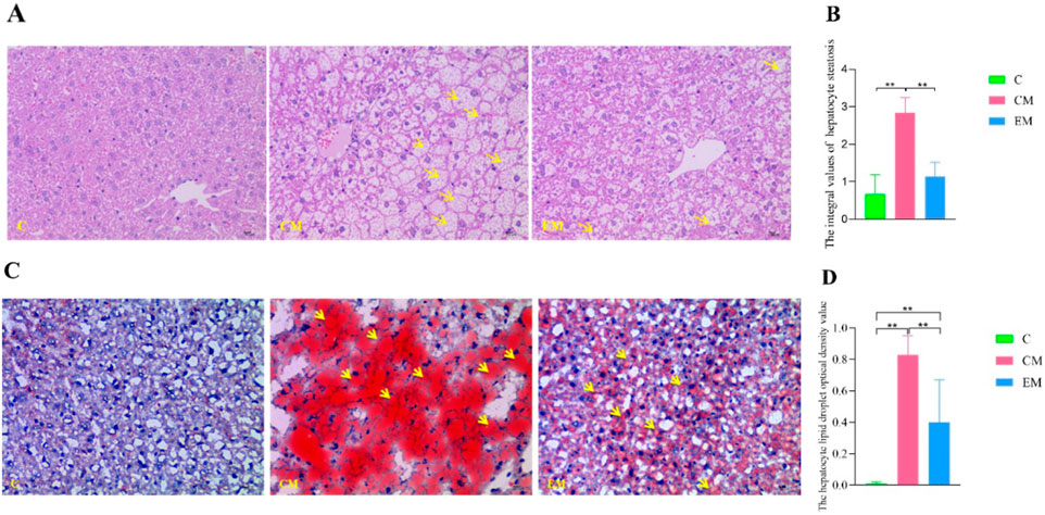 Histological images depict liver tissue under different conditions (C, CM, EM) with visible steatosis and lipid content variations. Panel A shows H&E staining with yellow arrows indicating steatosis. Panel B is a bar graph illustrating the integral values of hepatocyte steatosis, showing higher values for CM. Panel C displays oil red O staining, with more lipid droplets in CM. Panel D is a bar graph showing the optical density of lipid droplets, again indicating higher values in CM. Significant differences are marked with double asterisks.