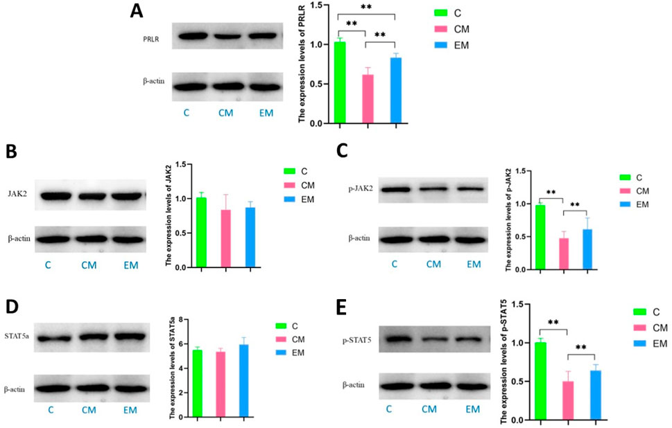 Panels A to D display Western blot analyses and corresponding bar graphs for protein expression levels. Panel A shows PRLR expression with significant differences marked by asterisks between groups C, CM, and EM. Panel B displays JAK2 expression levels without significant differences. Panel C illustrates p-JAK2 with significant reductions in CM and EM compared to C. Panel D demonstrates STAT5 and p-STAT5 levels, highlighting significant reductions in phosphorylated form in CM and EM. Group colors are green for C, pink for CM, and blue for EM.